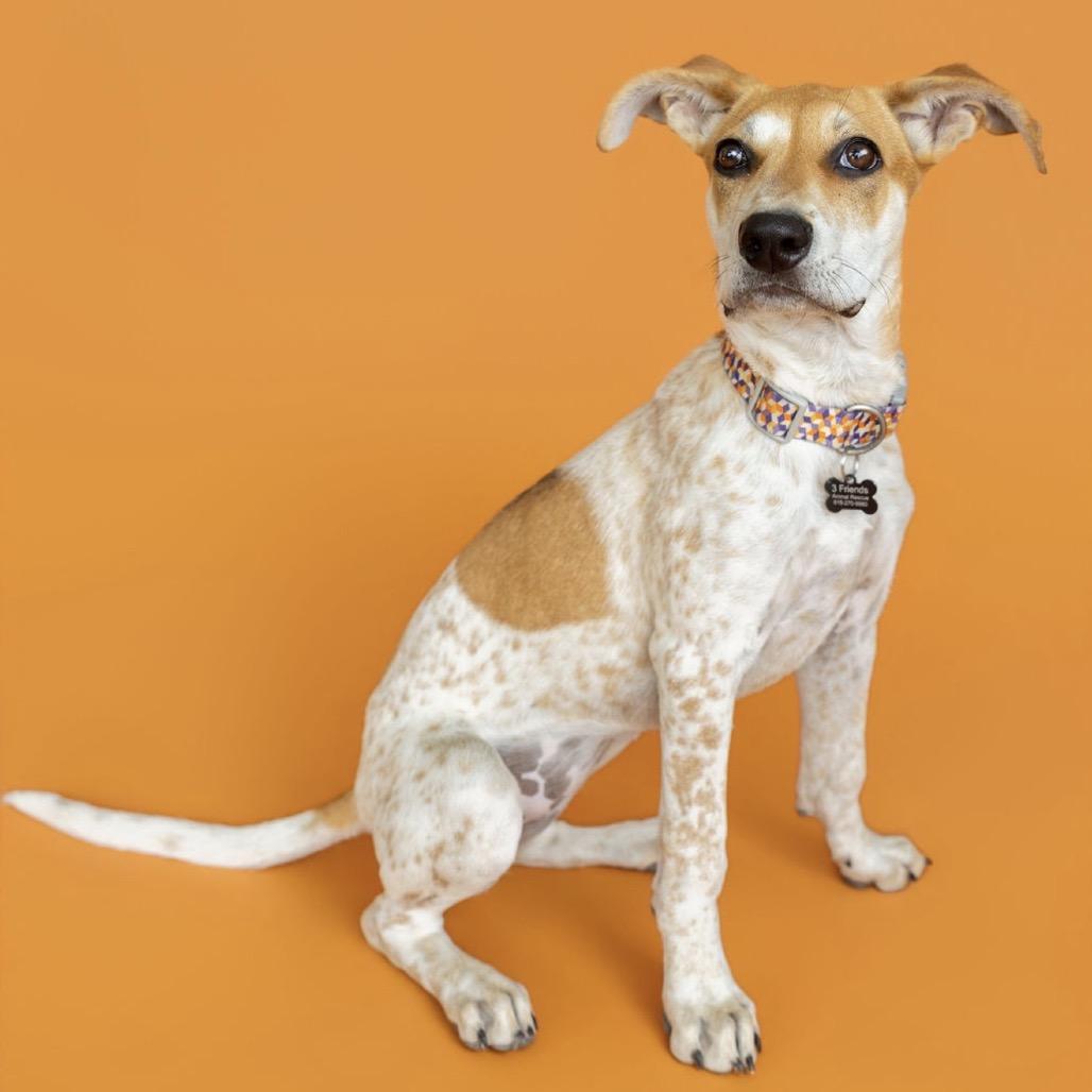 Enlarge Harper, a Adoptable Mixed Breed in Southside, TN image 5/5