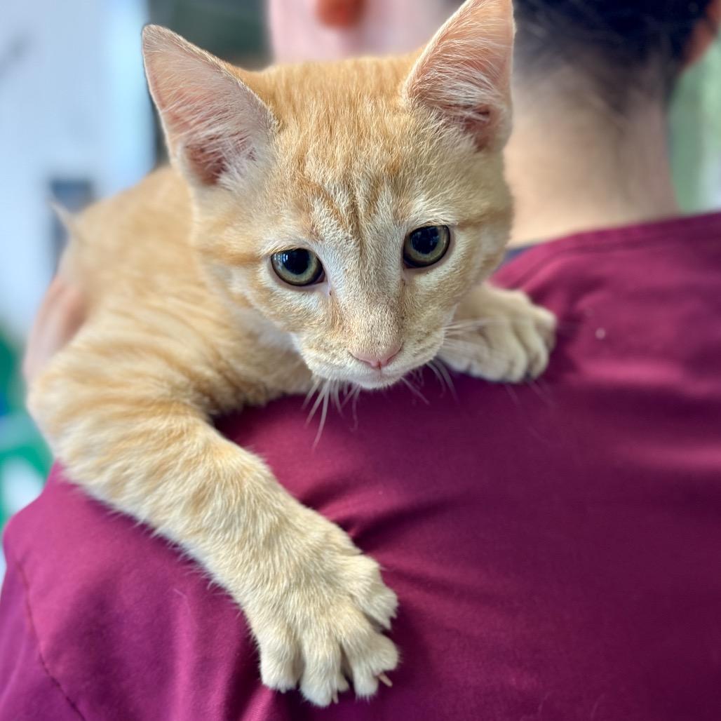 Desert 29 — thumbnail 2