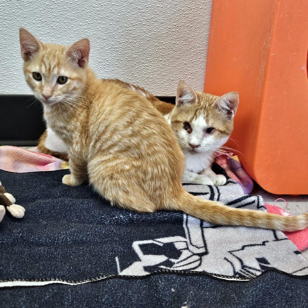 Desert 29 — thumbnail 3