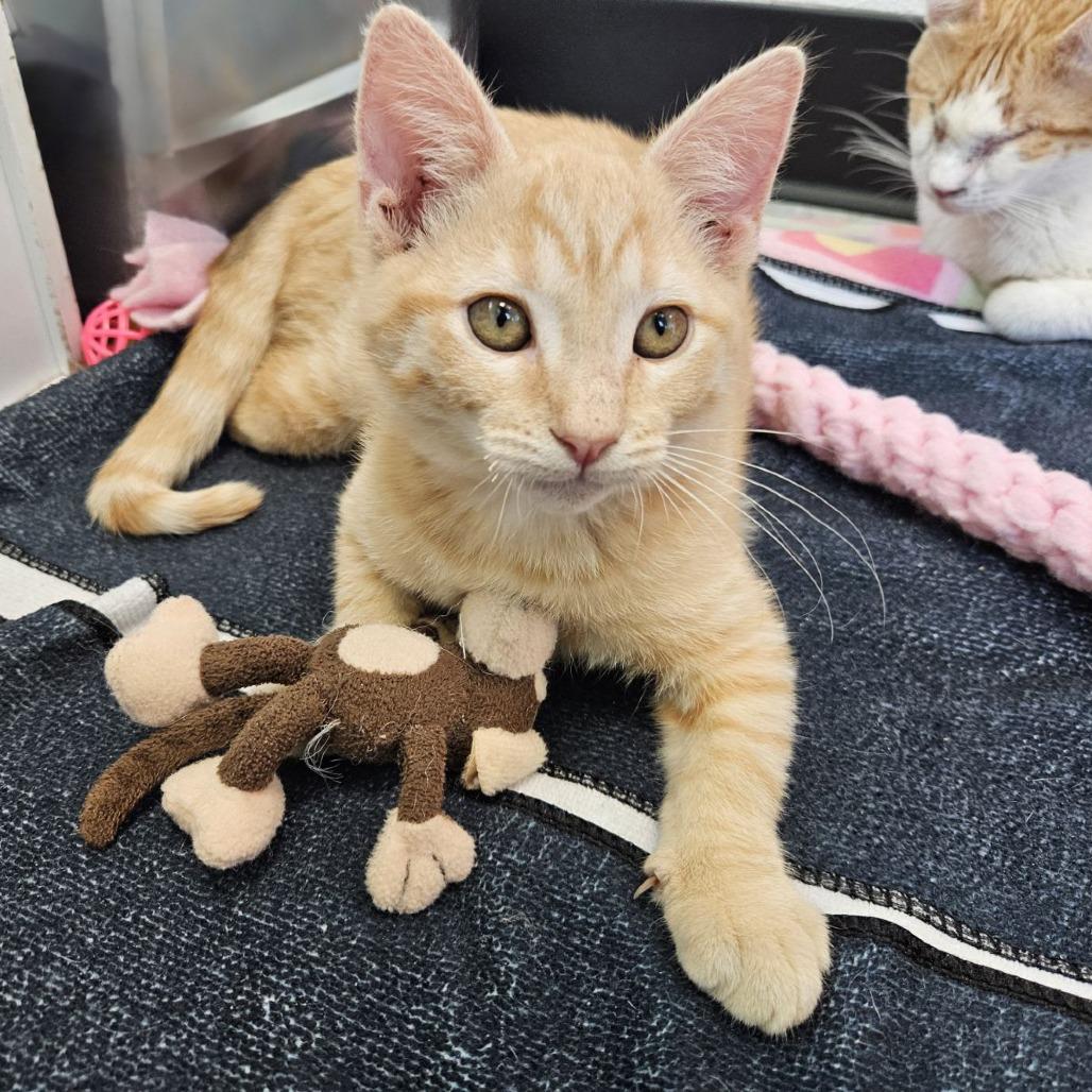 Desert 29 — thumbnail 4