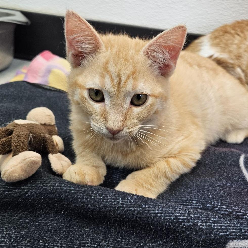 Desert 29 — thumbnail 5