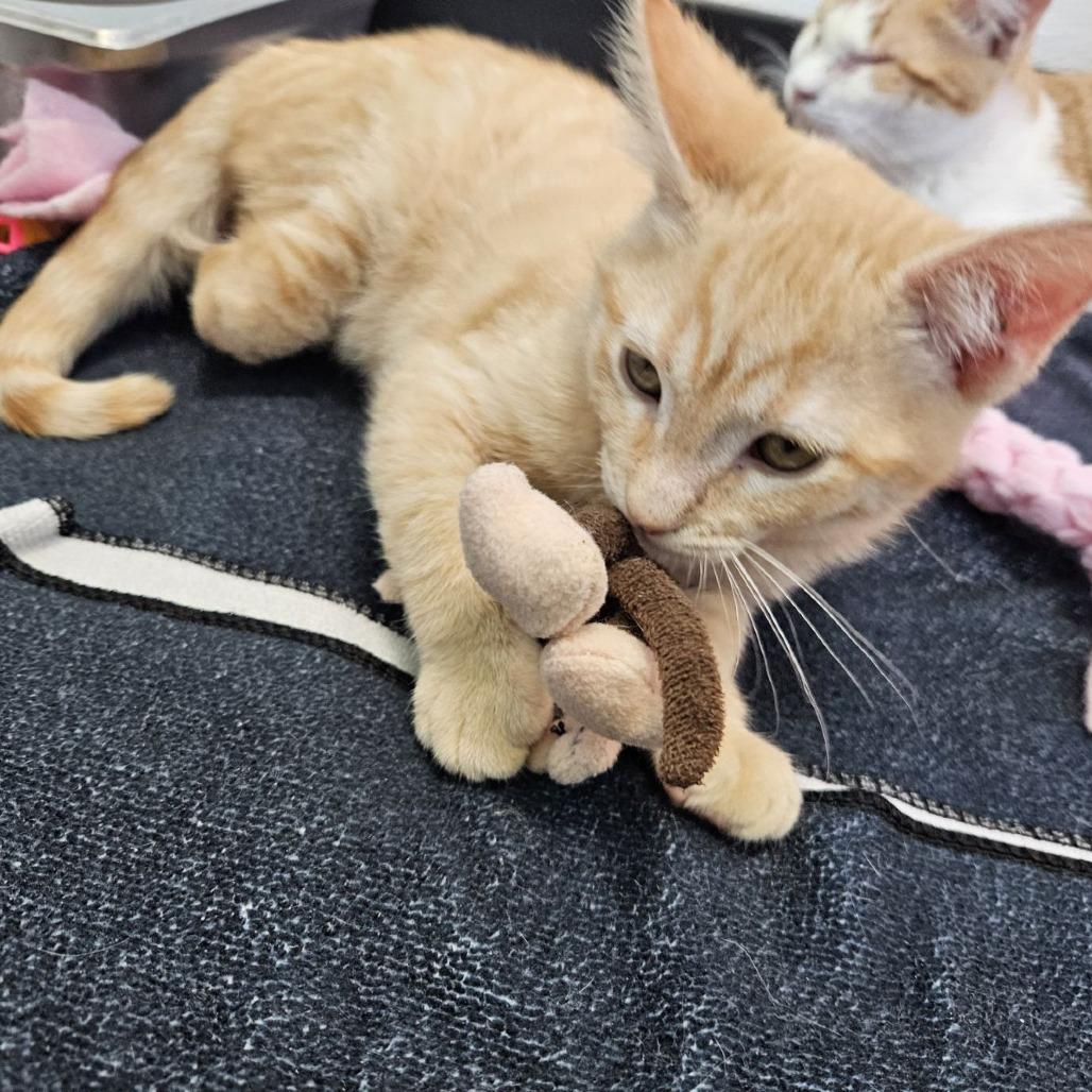 Desert 29 — thumbnail 6