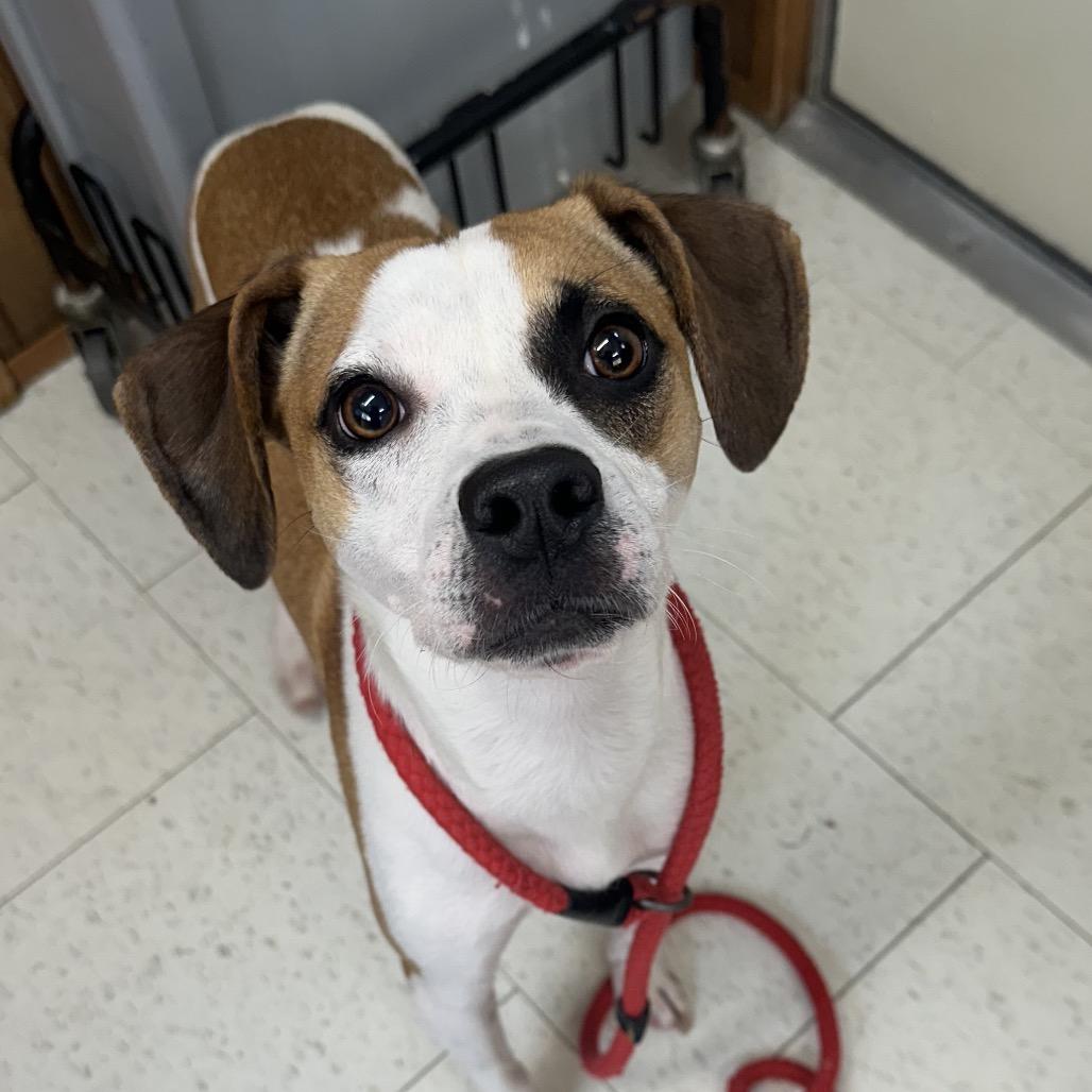 Chocolate Lava thumbnail 2