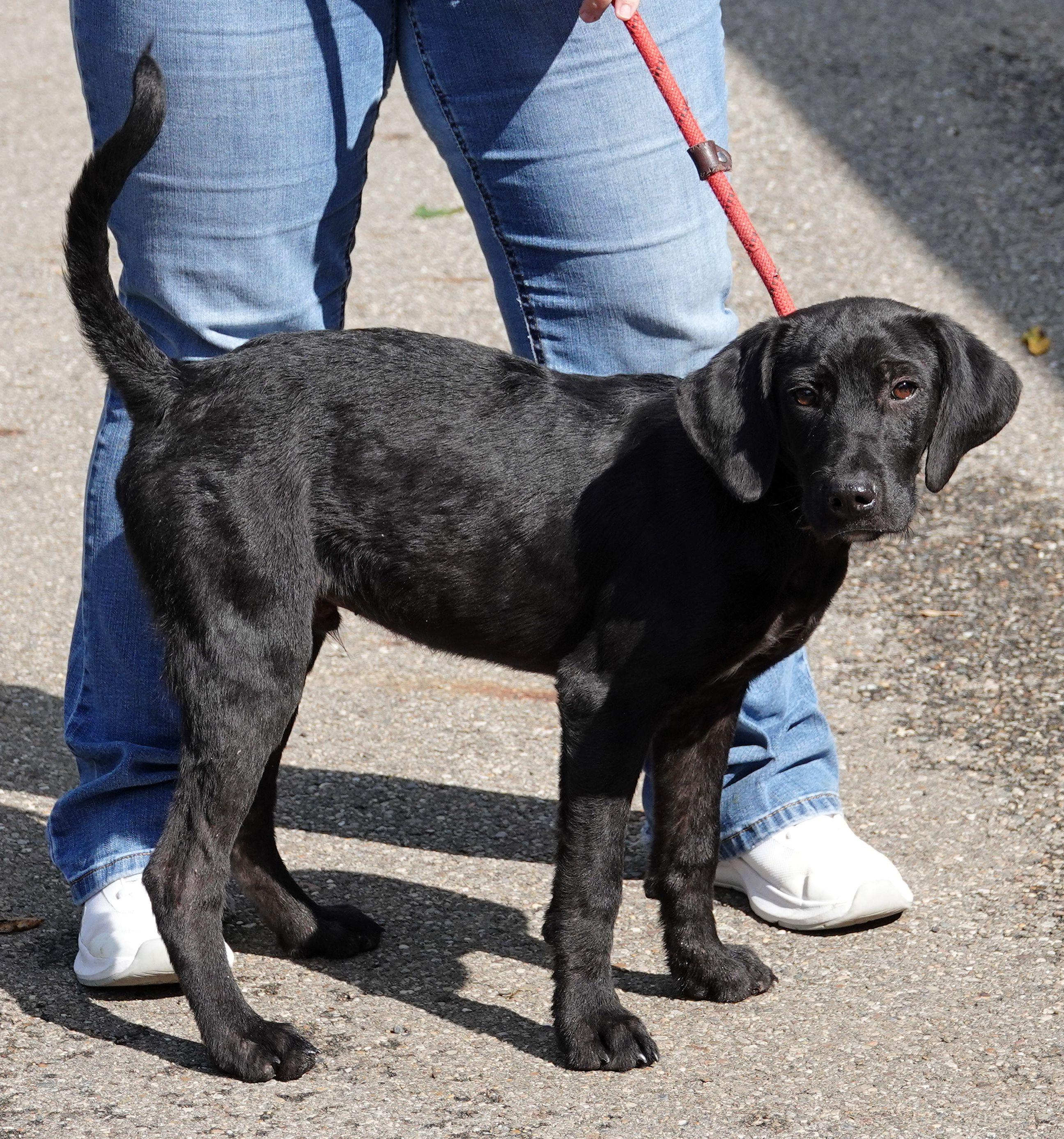 Enlarge Kash - ADOPTED, a Adopted mixed breed in Millfield, OH image 2/3