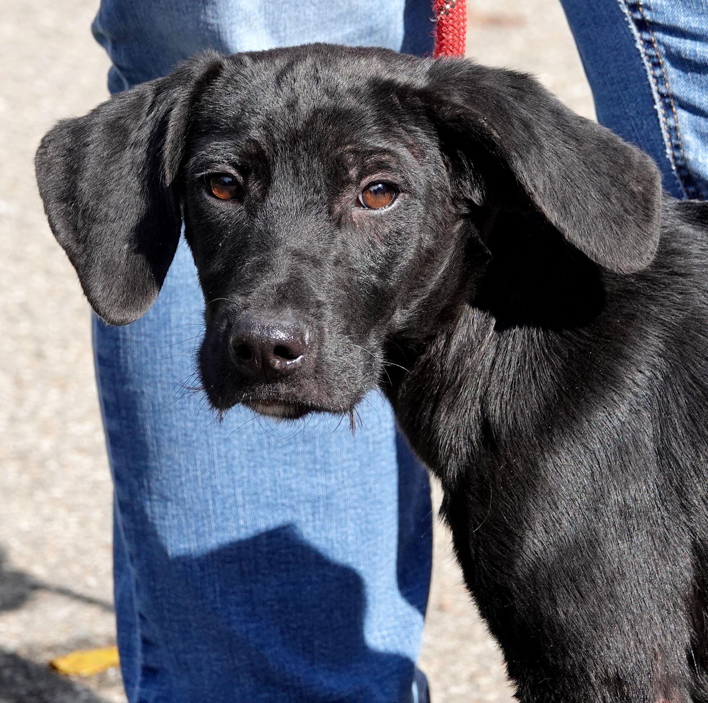 Enlarge Kash - ADOPTED, a Adopted mixed breed in Millfield, OH image 1/3