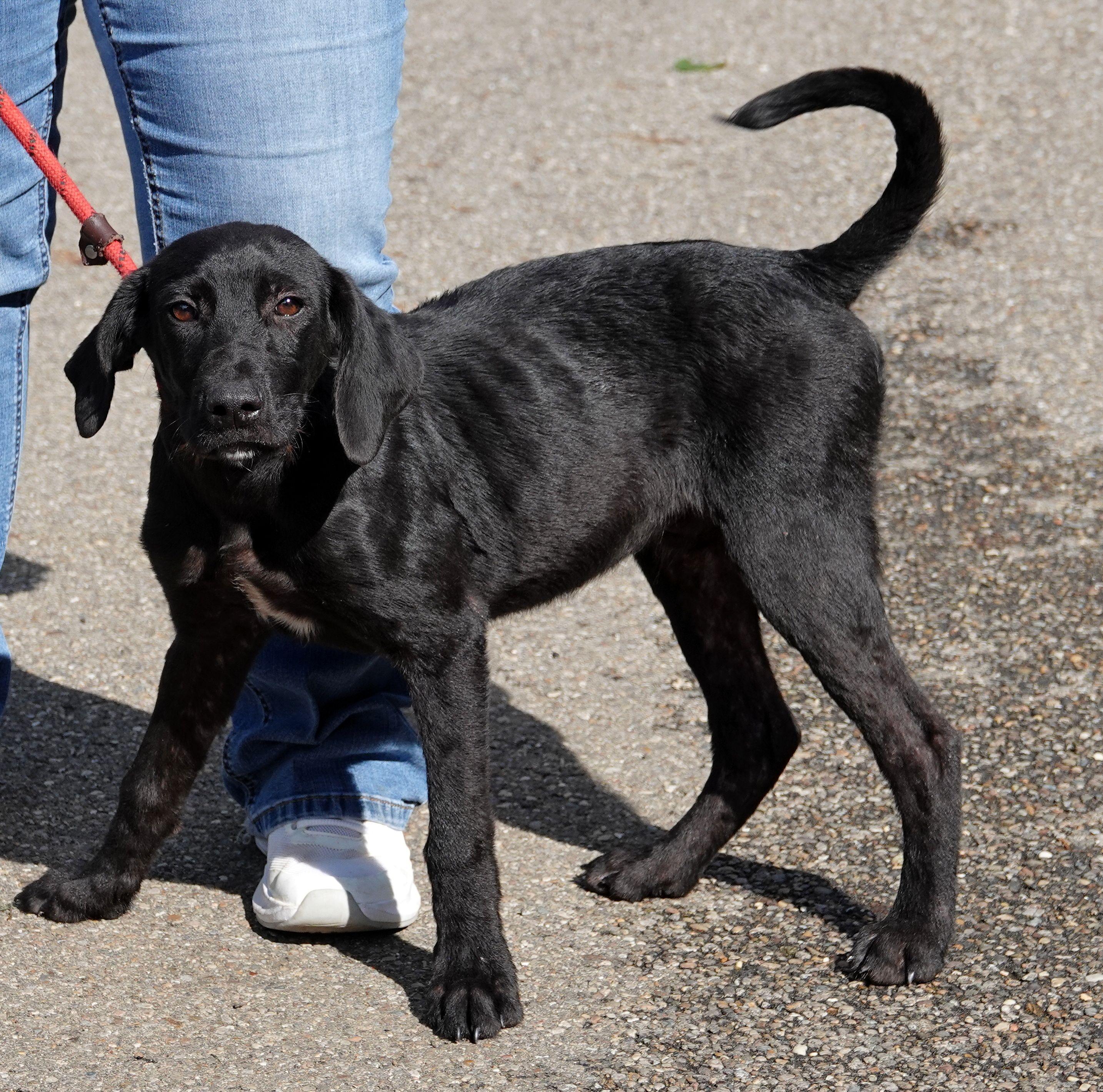 Enlarge Kash - ADOPTED, a Adopted mixed breed in Millfield, OH image 3/3