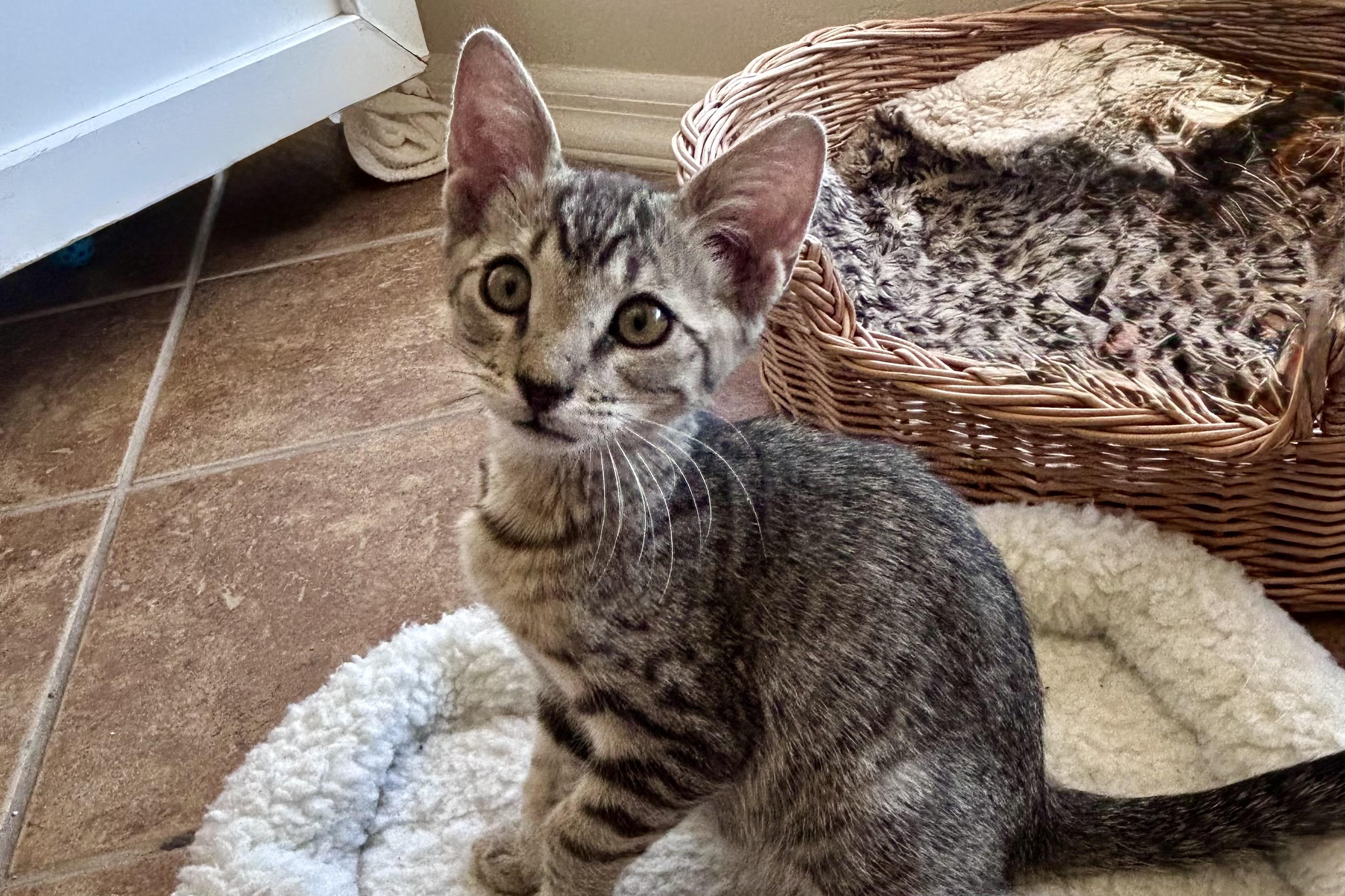 Enlarge LeMans, a ADOPTABLE Domestic Short Hair in Fountain Hills, AZ image 4/4