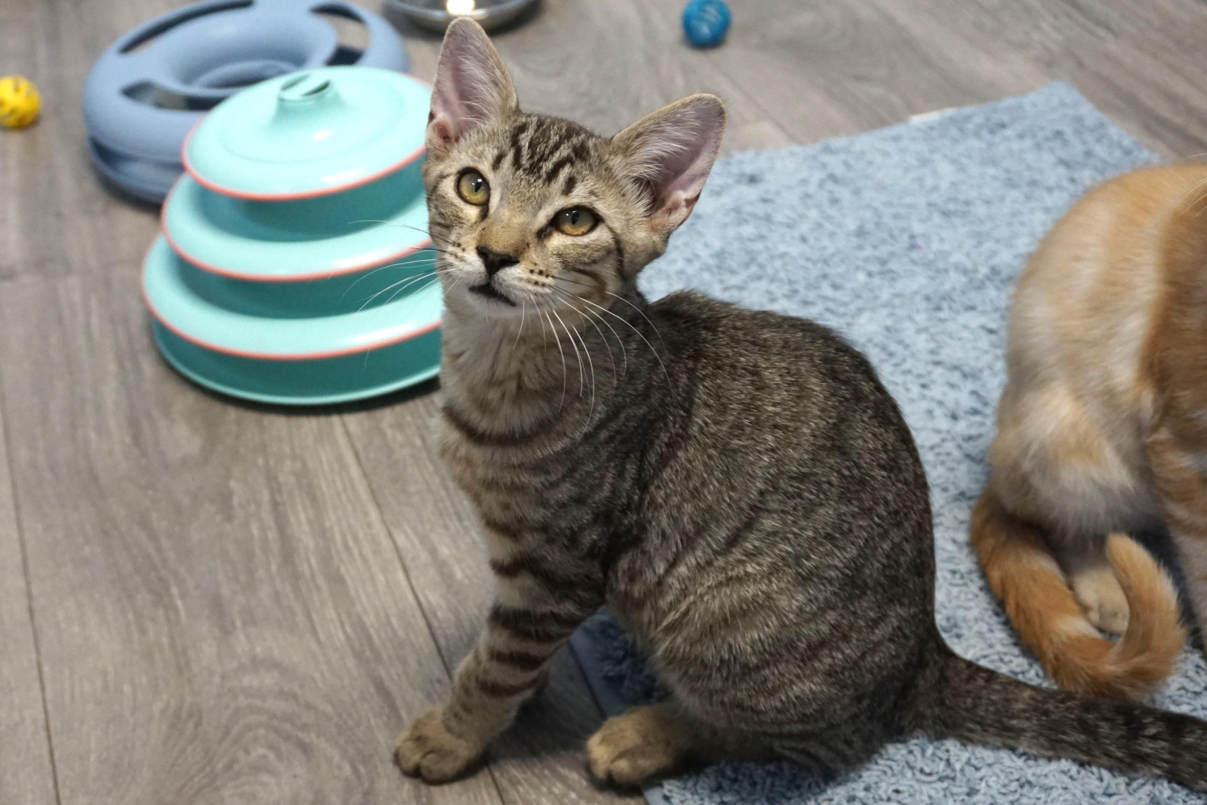 Enlarge LeMans, a ADOPTABLE Domestic Short Hair in Fountain Hills, AZ image 1/4