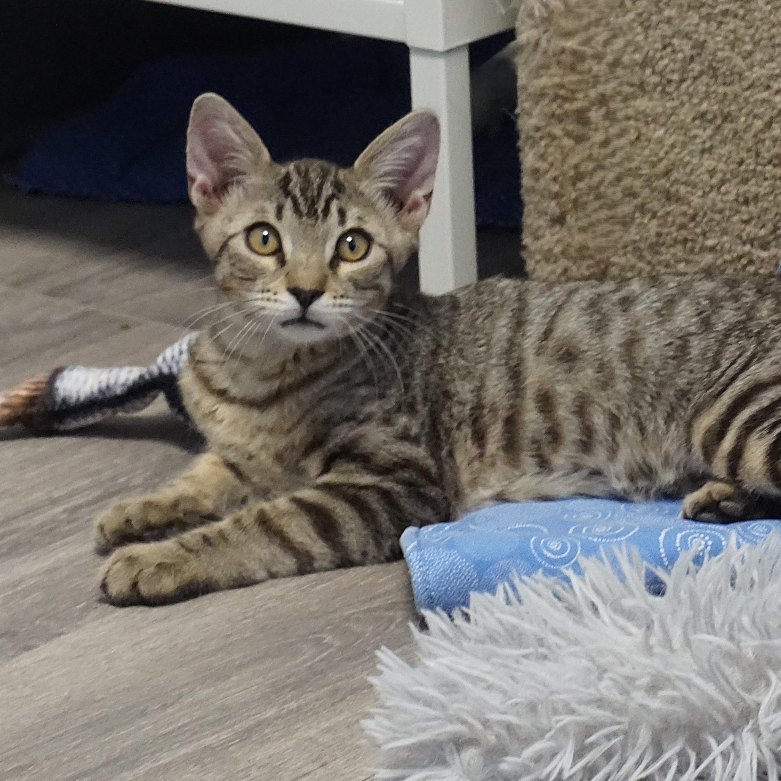 Enlarge LeMans, a ADOPTABLE Domestic Short Hair in Fountain Hills, AZ image 2/4