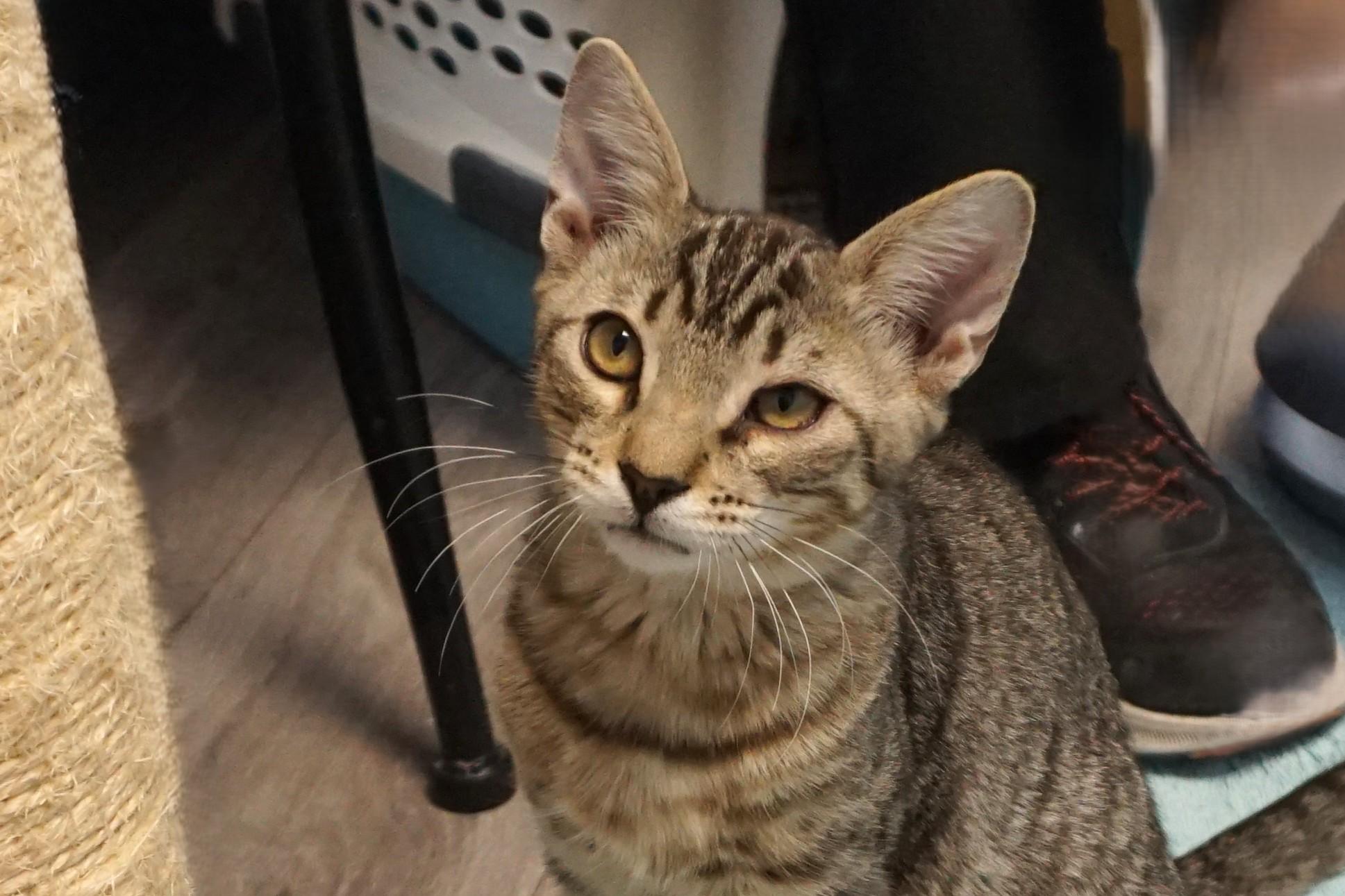 LeMans, ADOPTABLE, Kitten Male Domestic Short Hair.