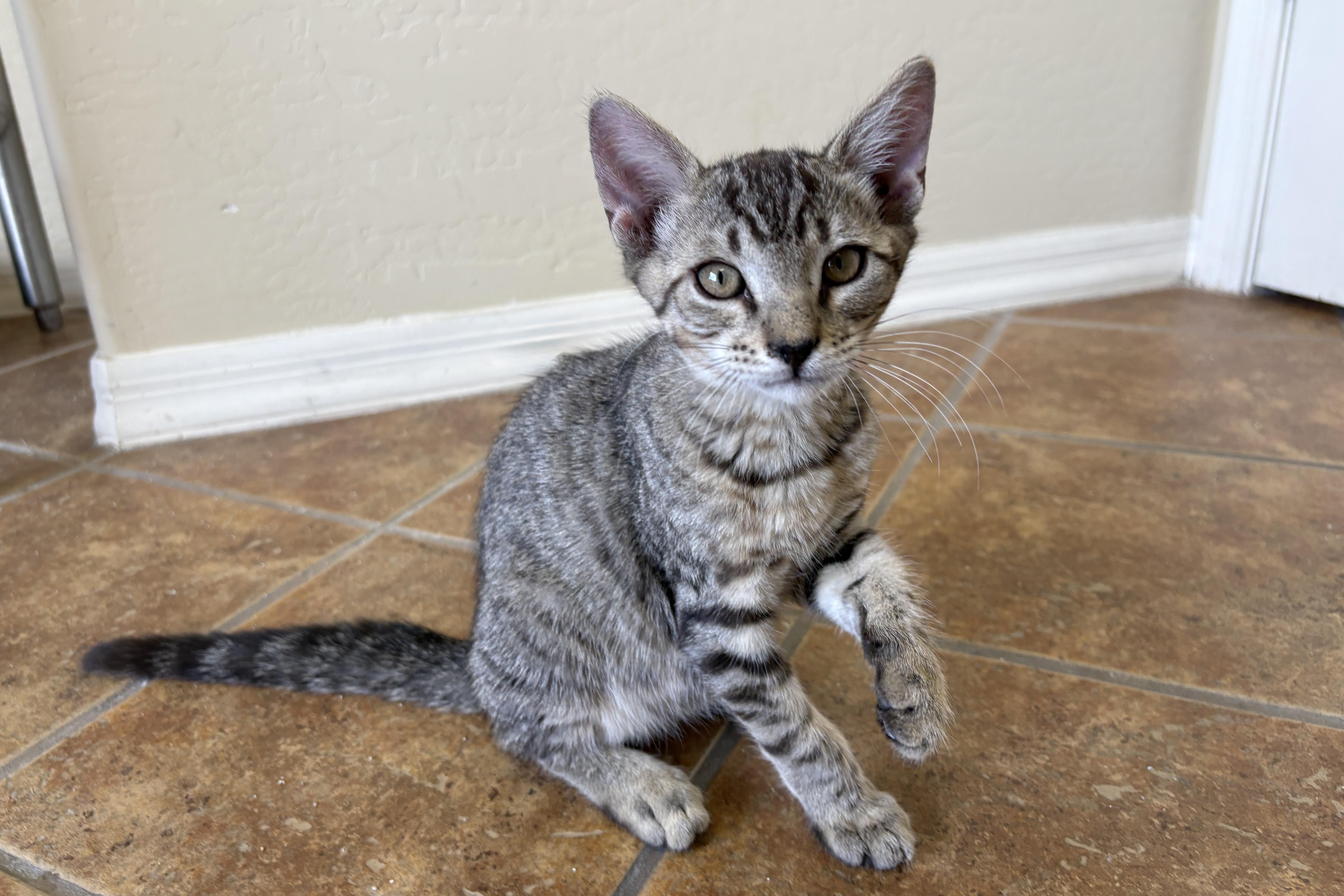 Enlarge LeMans, a ADOPTABLE Domestic Short Hair in Fountain Hills, AZ image 3/4