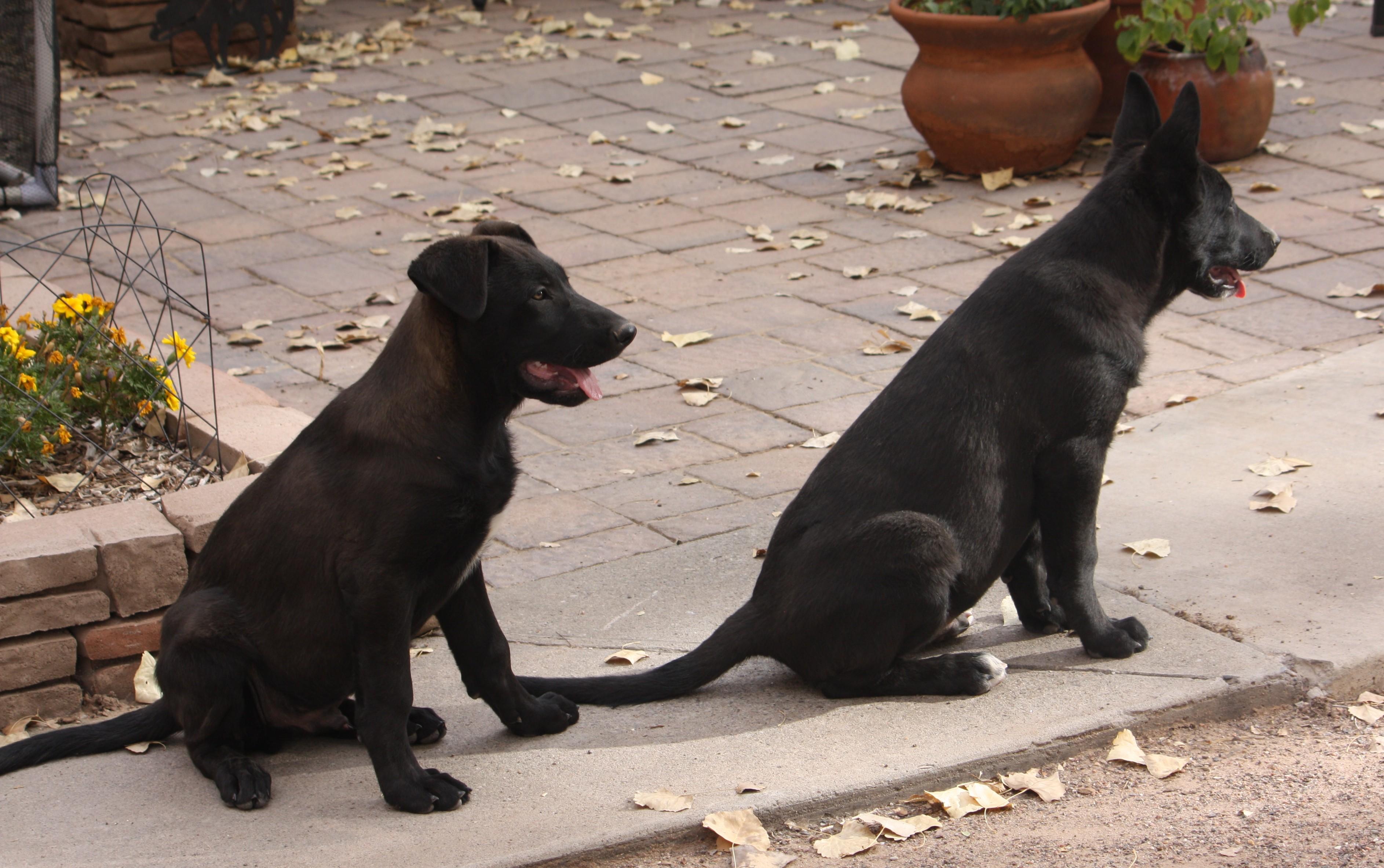 Milo, a Adopted mixed breed in Albuquerque, NM image 5/6