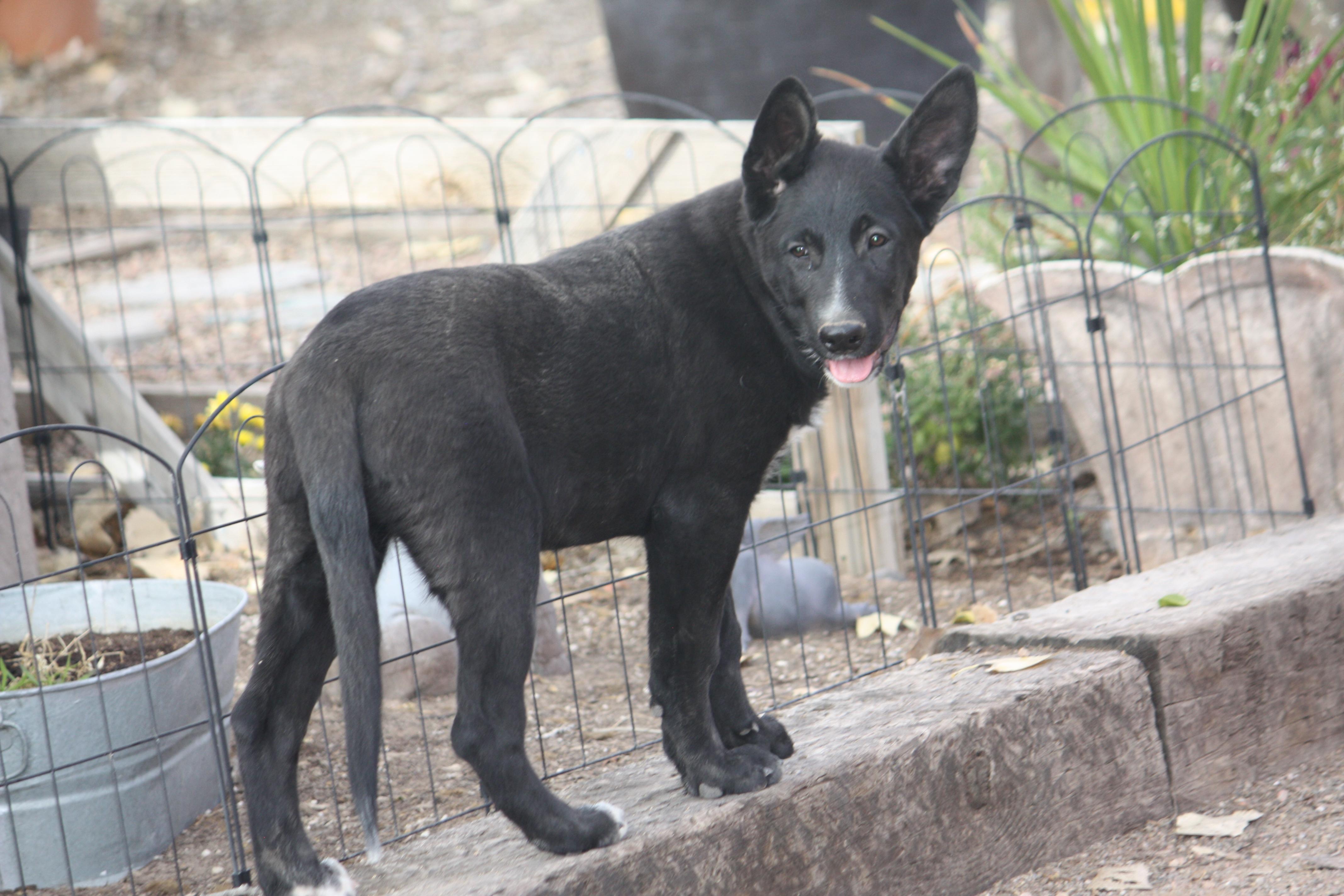 Milo, a Adopted mixed breed in Albuquerque, NM image 4/6