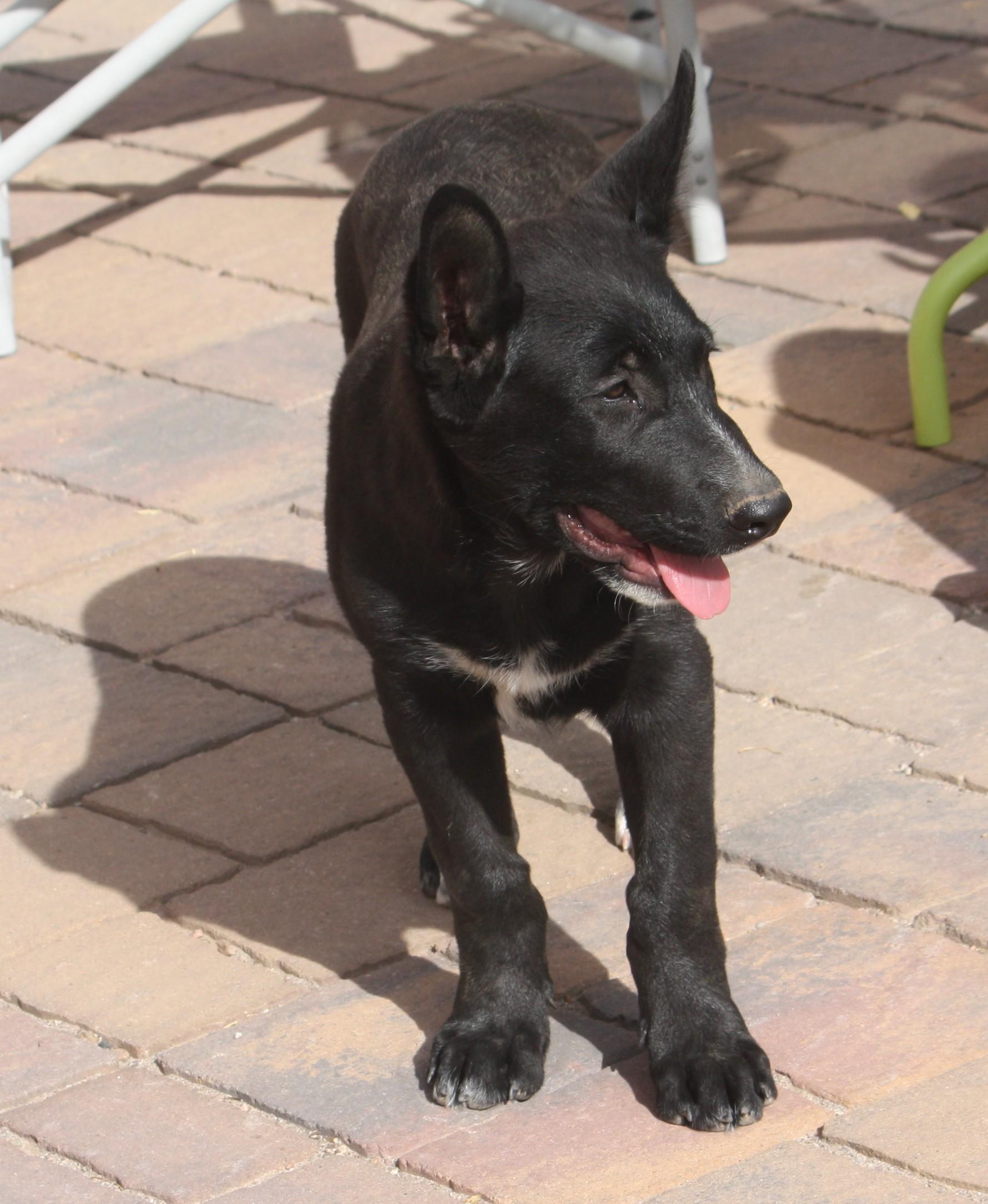Milo, a Adopted mixed breed in Albuquerque, NM image 3/6