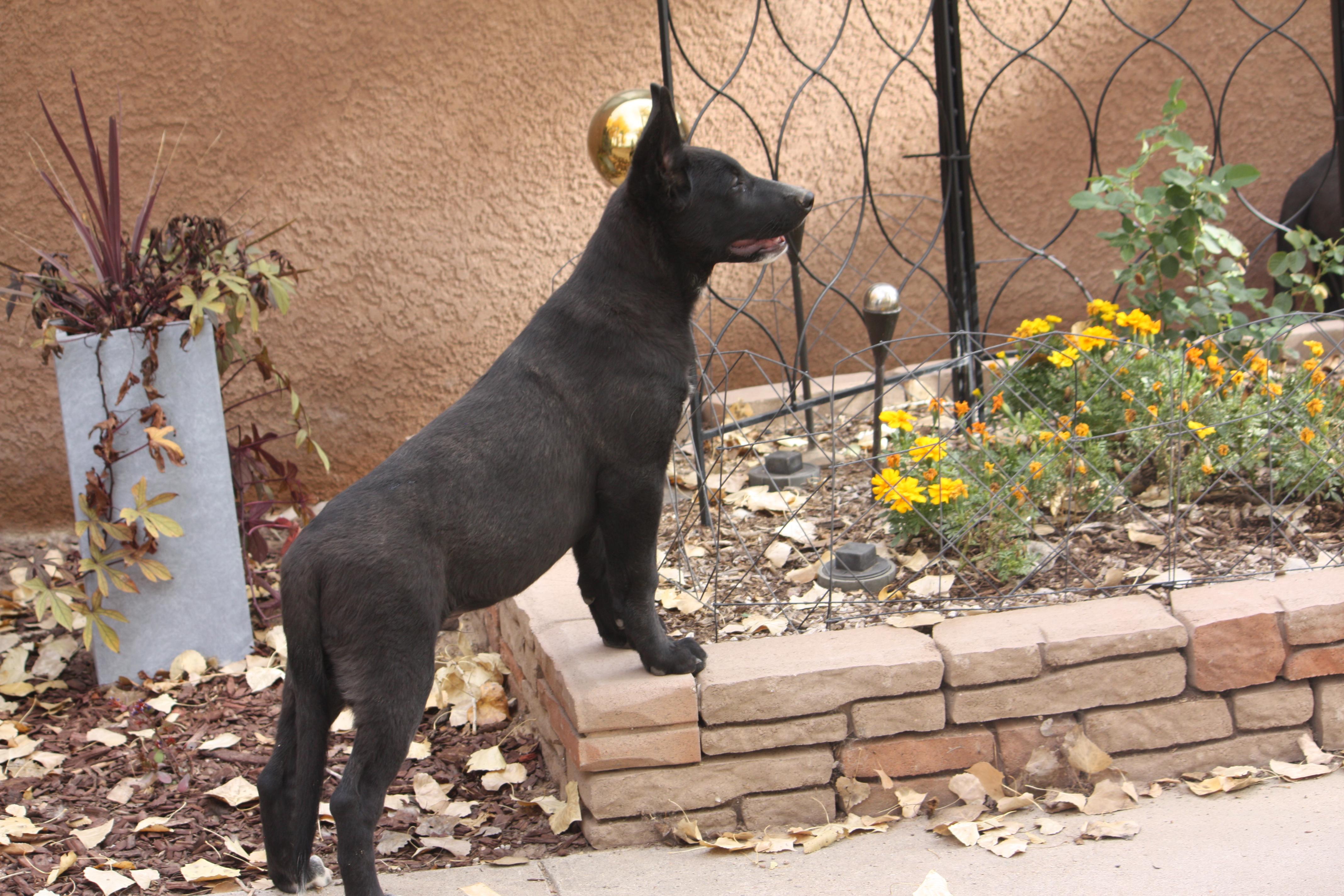 Milo, Adopted, Puppy Male German Shepherd Dog & Labrador Retriever.