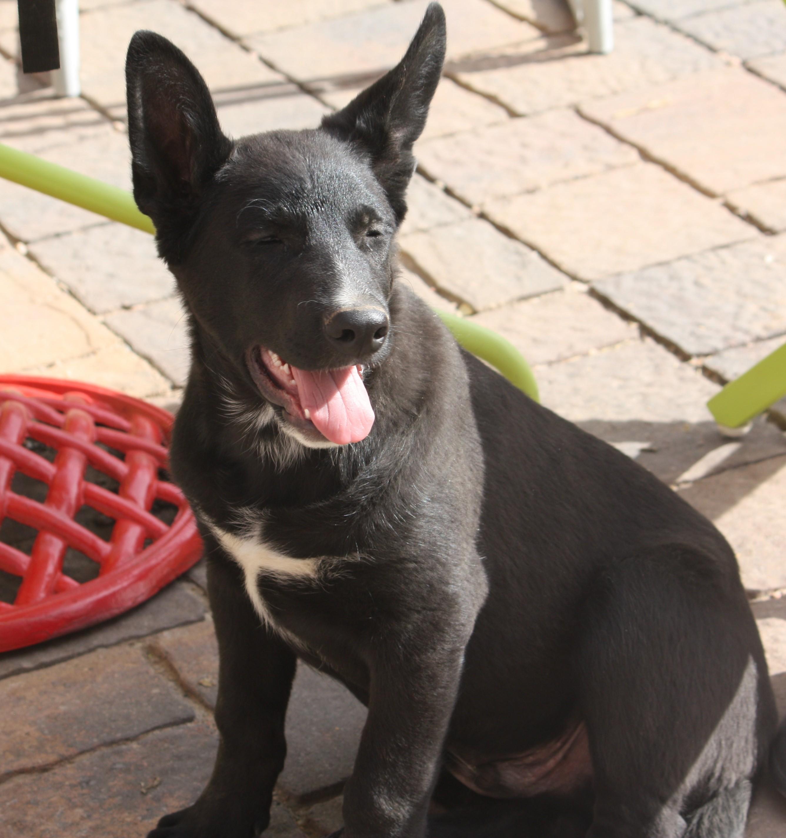 Milo, a Adopted mixed breed in Albuquerque, NM image 2/6