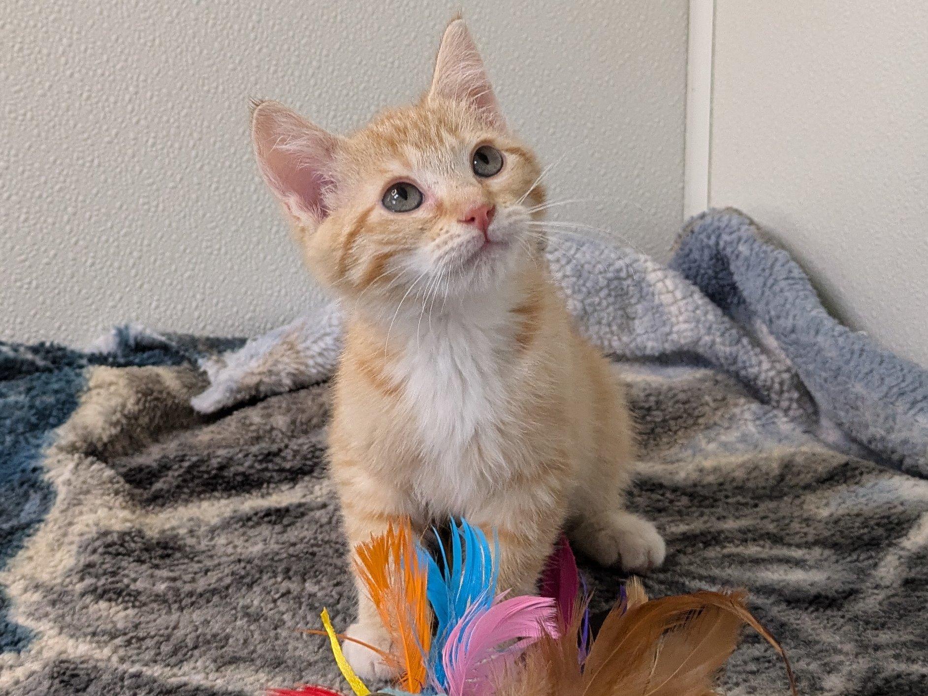 Cadbury, an adoptable Tabby, Domestic Short Hair in Republic, WA, 99166 | Photo Image 1