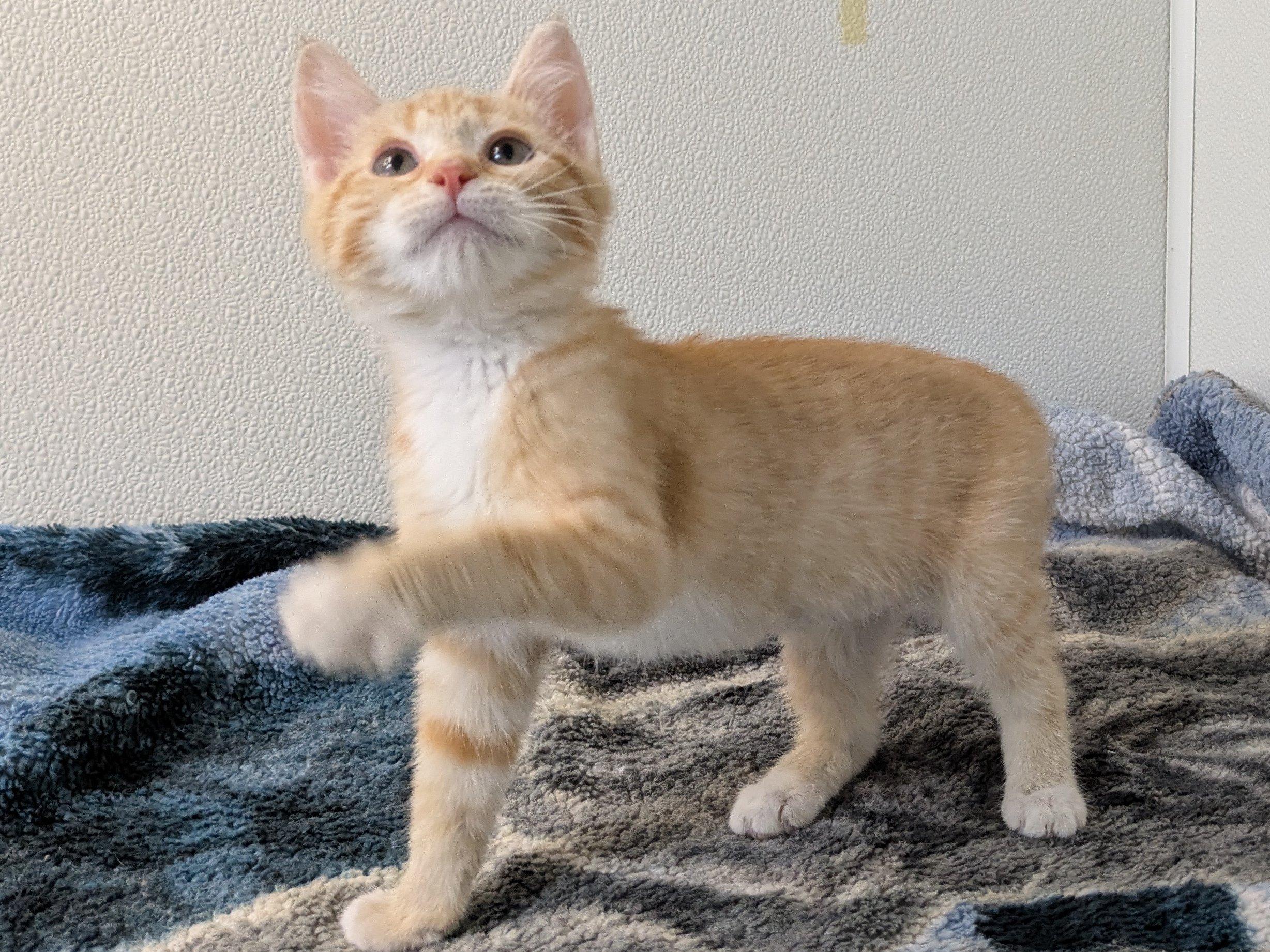 Cadbury, an adoptable Tabby, Domestic Short Hair in Republic, WA, 99166 | Photo Image 3