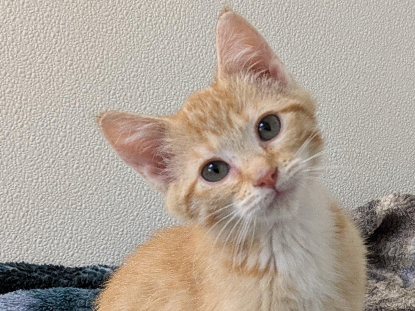 Cadbury, an adoptable Tabby, Domestic Short Hair in Republic, WA, 99166 | Photo Image 2
