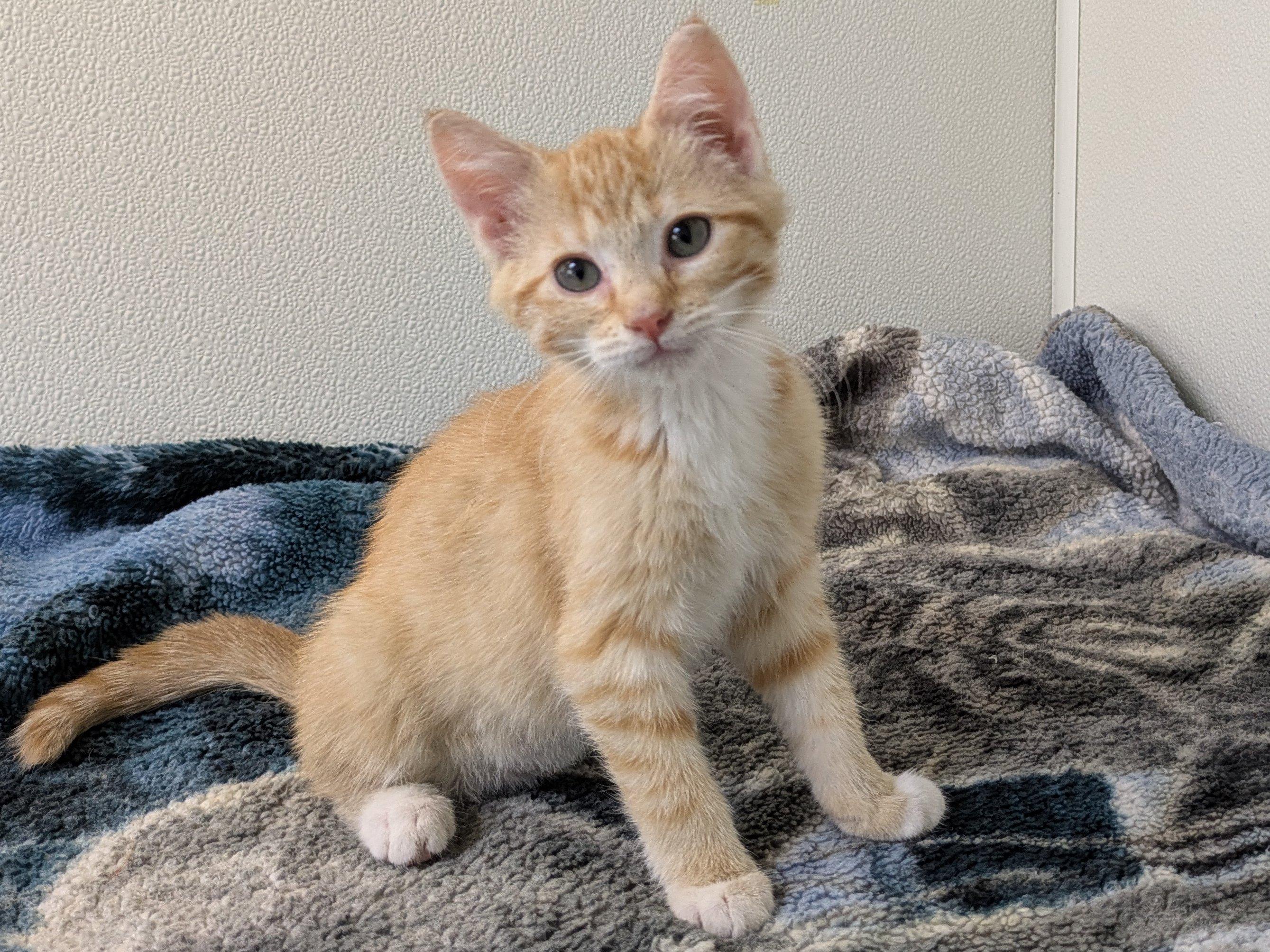 Cadbury, an adoptable Tabby, Domestic Short Hair in Republic, WA, 99166 | Photo Image 5