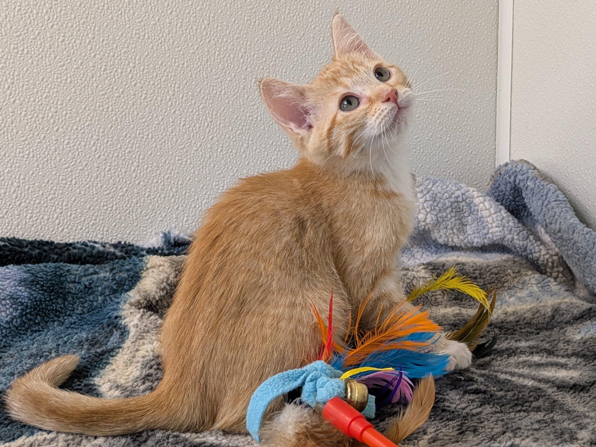 Cadbury, an adoptable Tabby, Domestic Short Hair in Republic, WA, 99166 | Photo Image 4