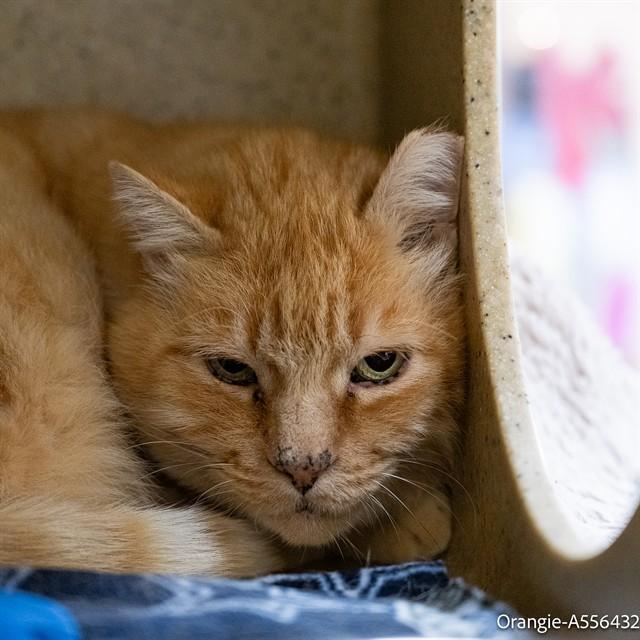 ORANGIE, Adoptable, Adult Male Domestic Short Hair.