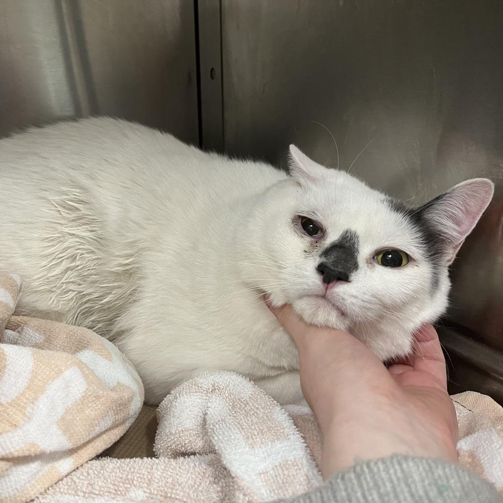 Lewis — thumbnail 2