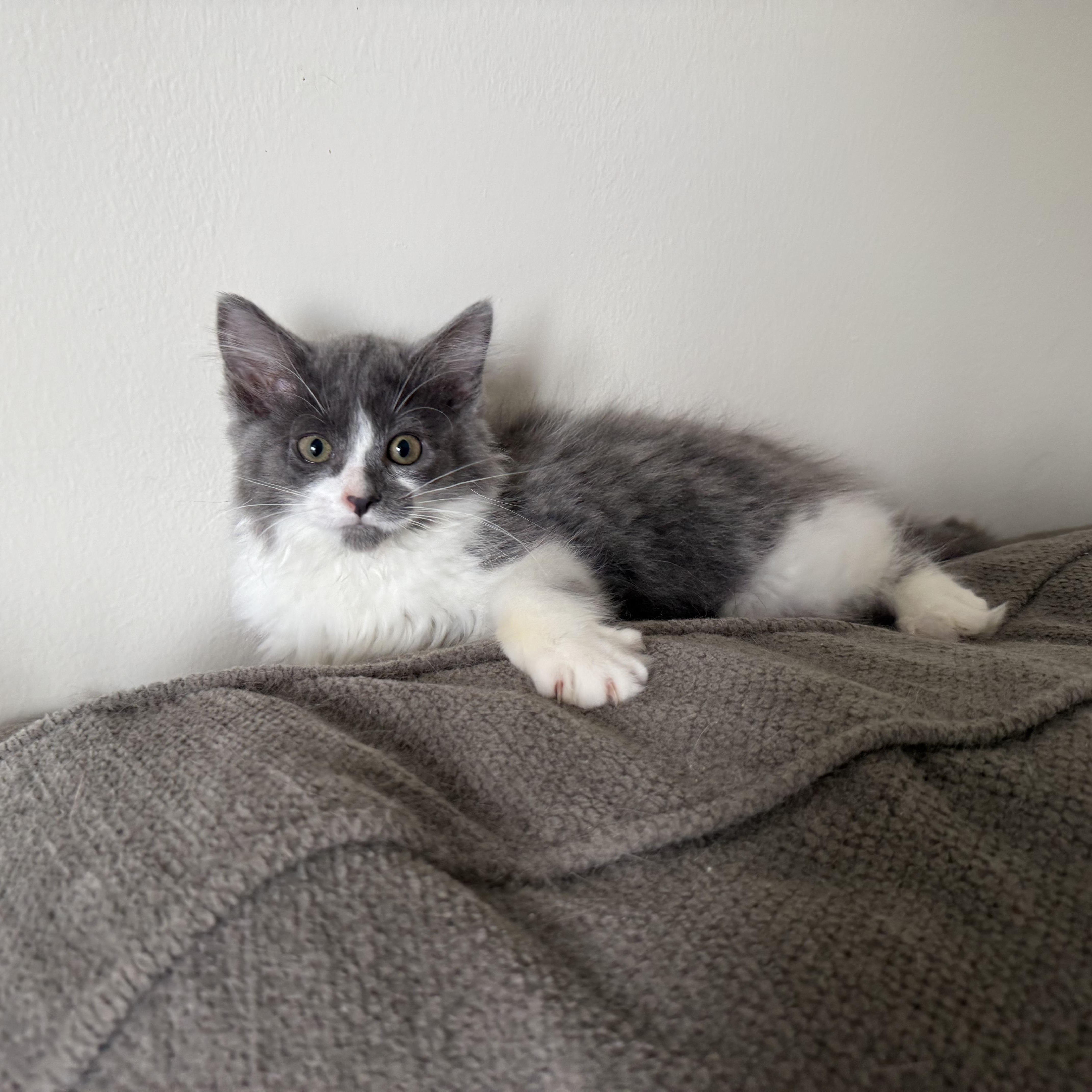 Ruby, an adopted mixed breed in Miamisburg, OH image 2/6