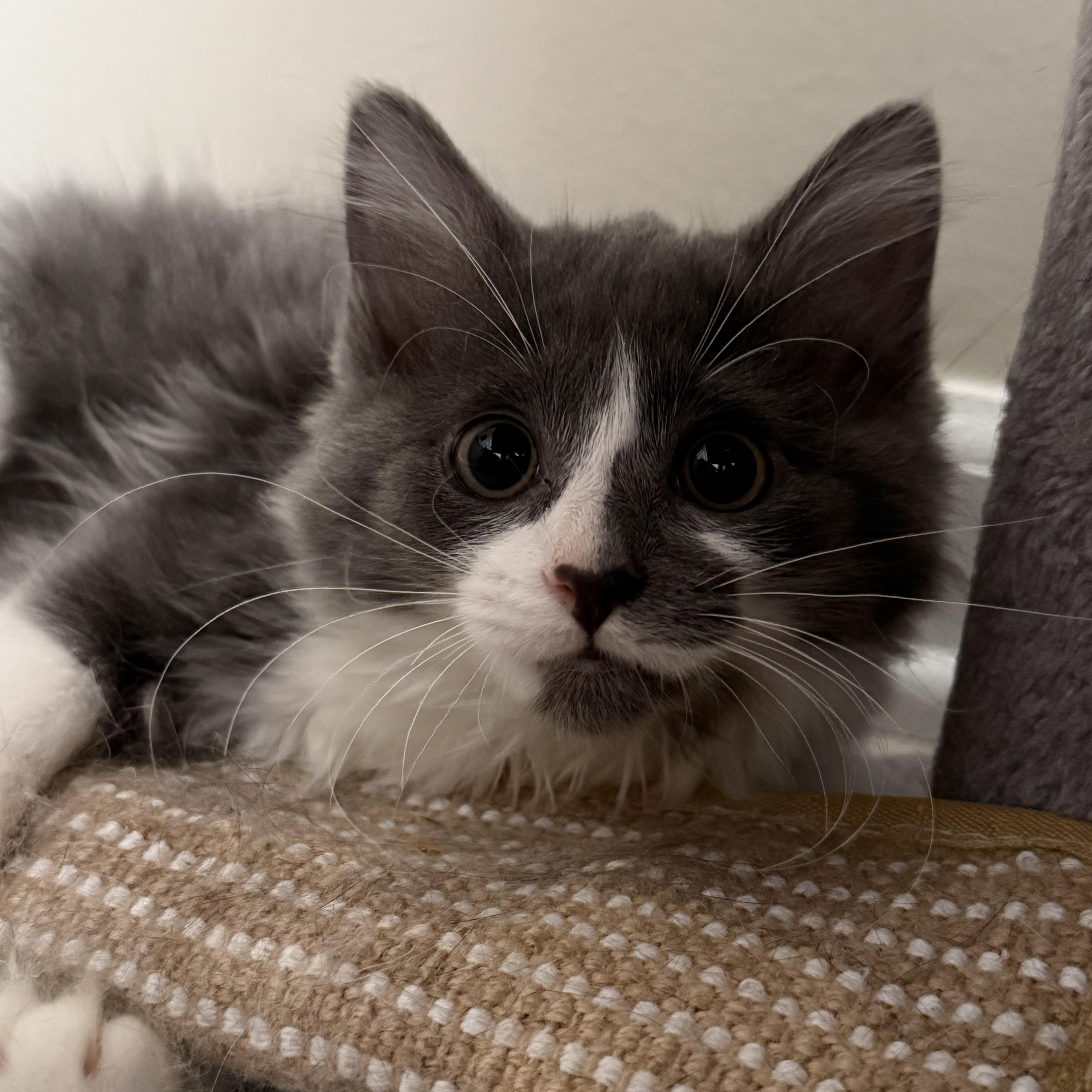 Ruby, an adopted mixed breed in Miamisburg, OH image 5/6