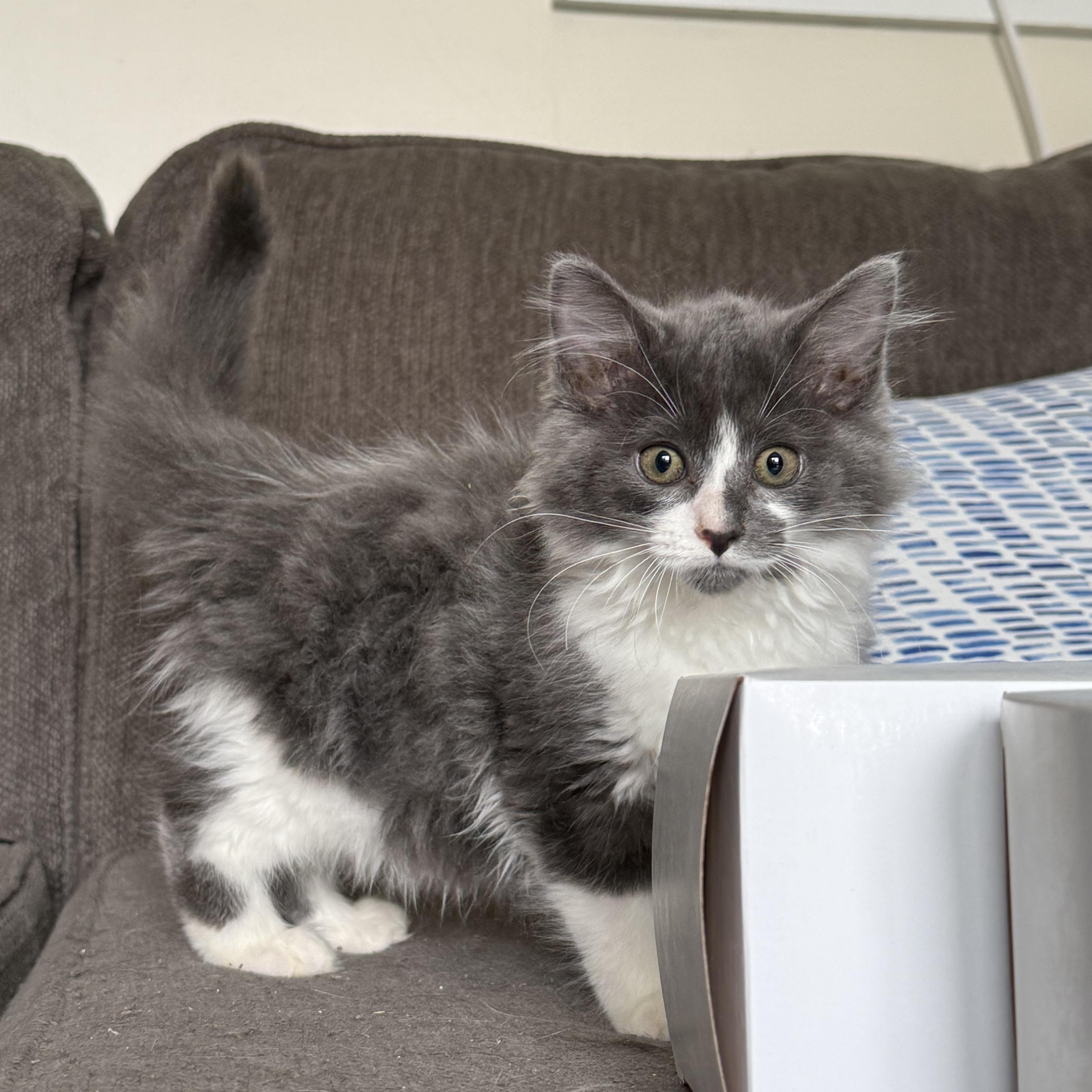 Ruby, adopted, Kitten Female Domestic Medium Hair & Domestic Long Hair.