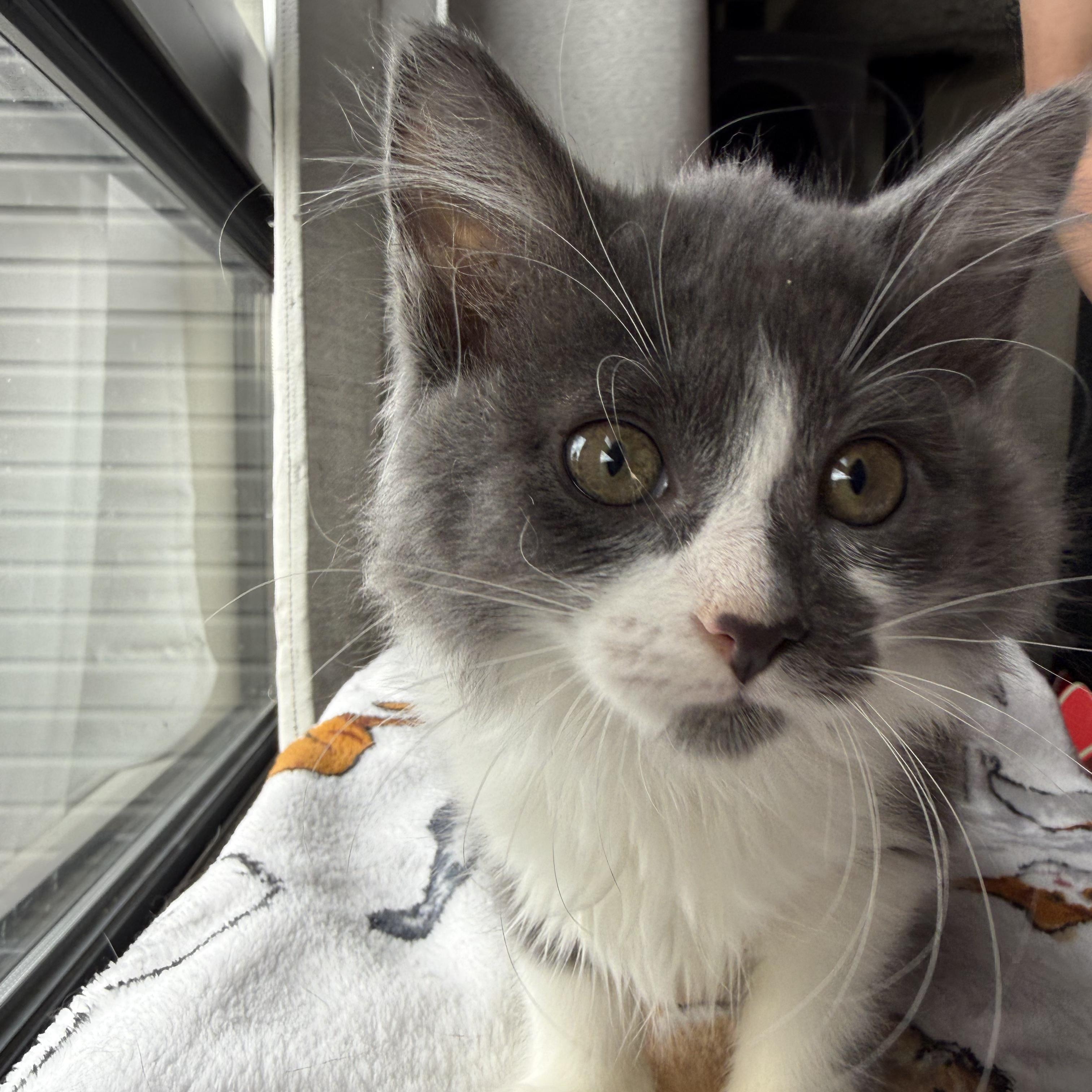Ruby, an adopted mixed breed in Miamisburg, OH image 6/6