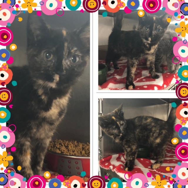 IMOGENE, ADOPTABLE, Kitten Female Domestic Short Hair.