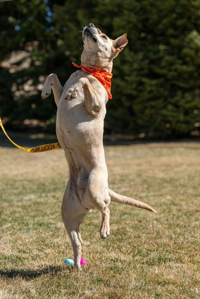 Phoebe, Adoptable, Senior Female Pit Bull Terrier & Mixed Breed.