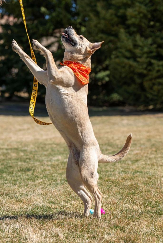 Enlarge Phoebe, a Adoptable mixed breed in Green River, WY image 2/6