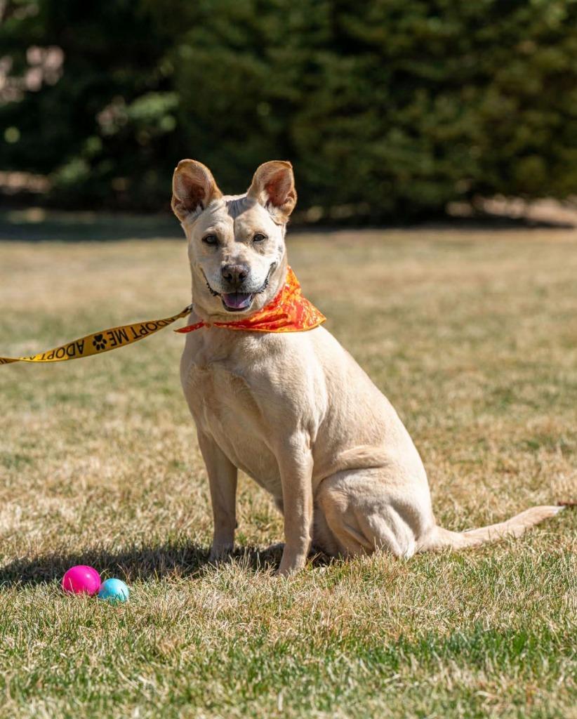 Enlarge Phoebe, a Adoptable mixed breed in Green River, WY image 3/6