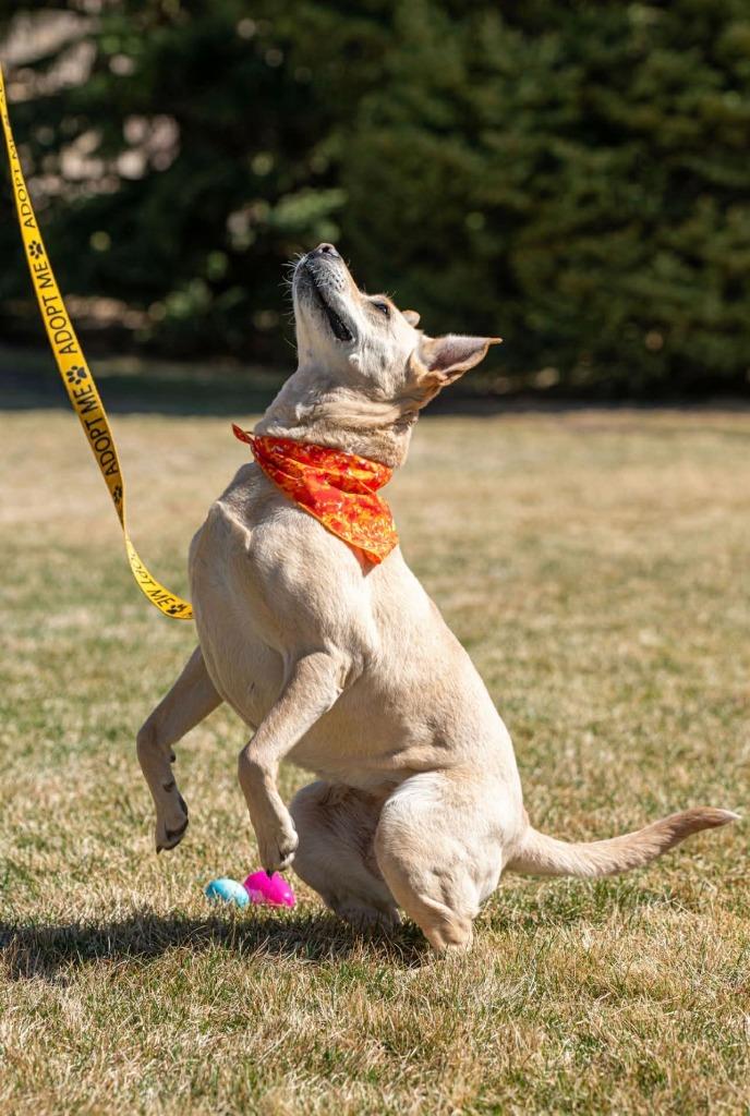 Enlarge Phoebe, a Adoptable mixed breed in Green River, WY image 4/6