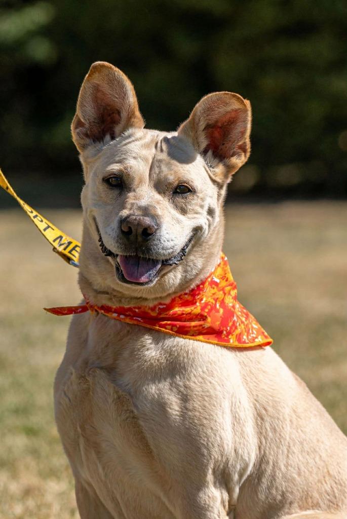 Enlarge Phoebe, a Adoptable mixed breed in Green River, WY image 5/6