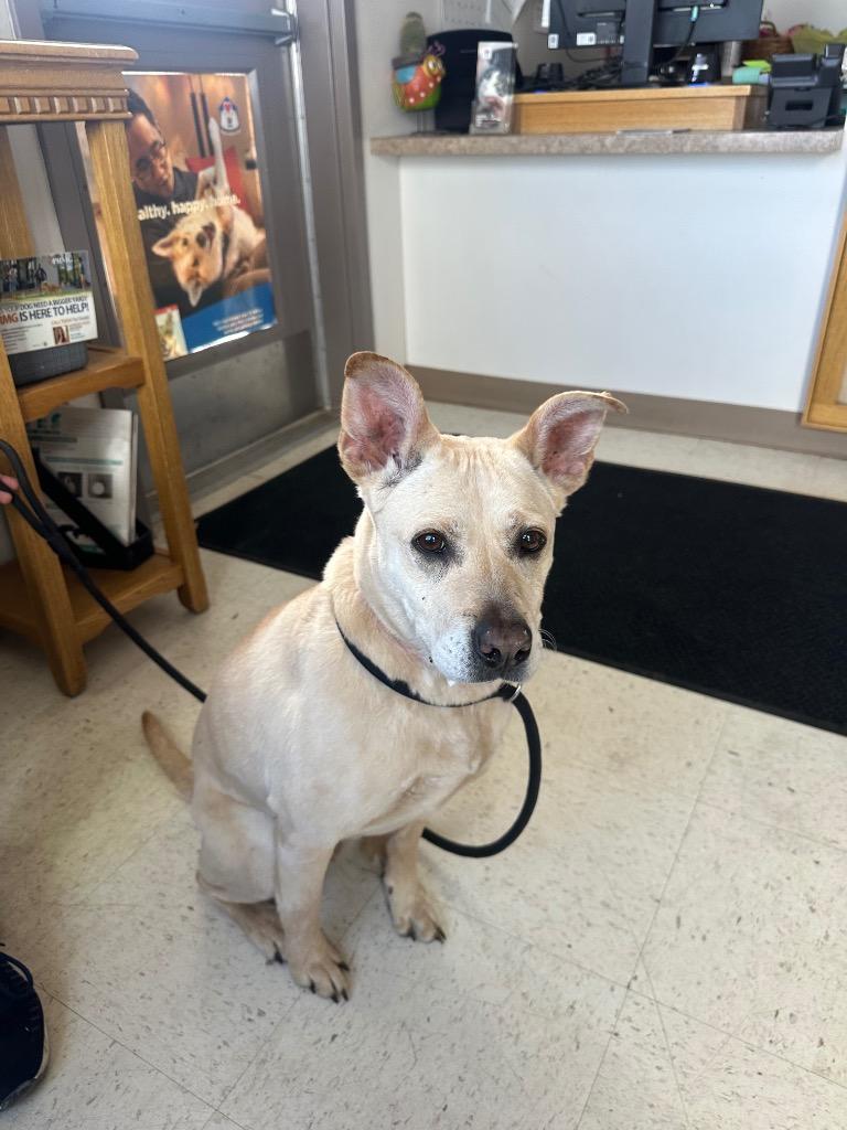 Phoebe, Adoptable, Senior Female Pit Bull Terrier & Mixed Breed.