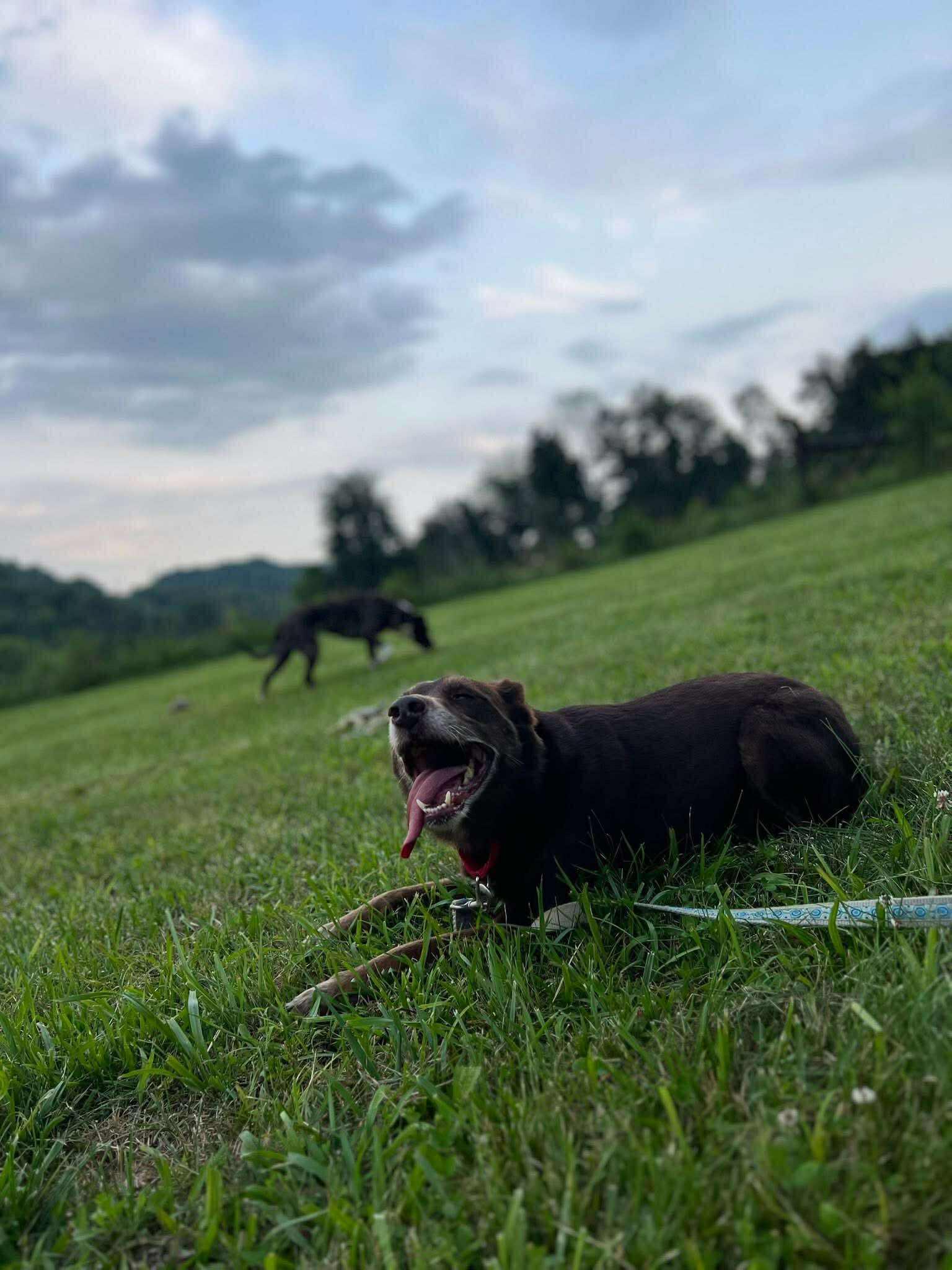 Enlarge Charlie Brown, a Adoptable mixed breed in Bowling Green, KY image 6/6