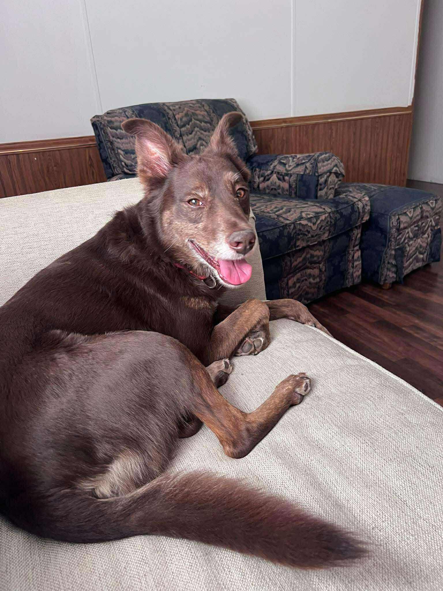 Enlarge Charlie Brown, a Adoptable mixed breed in Bowling Green, KY image 2/6