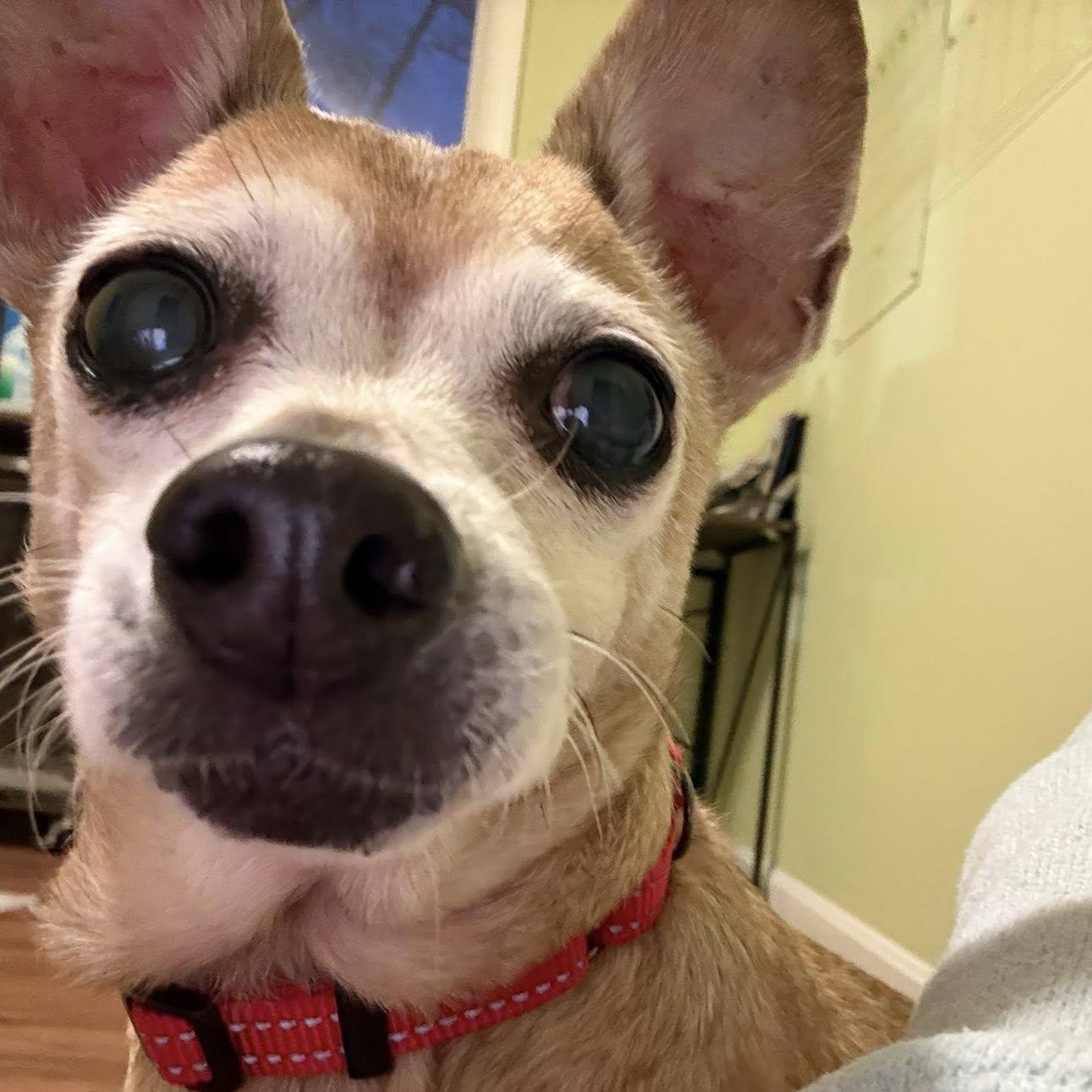 Enlarge Coco (Bonded pair w/Snowball), an adoptable Chihuahua in Severn, MD image 2/4