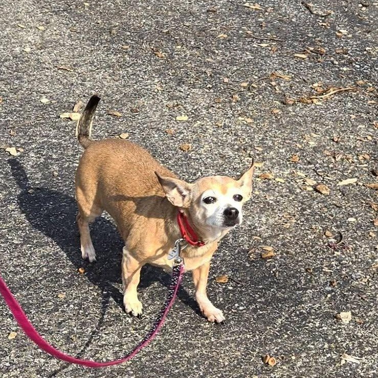 Enlarge Coco (Bonded pair w/Snowball), an adoptable Chihuahua in Severn, MD image 4/4