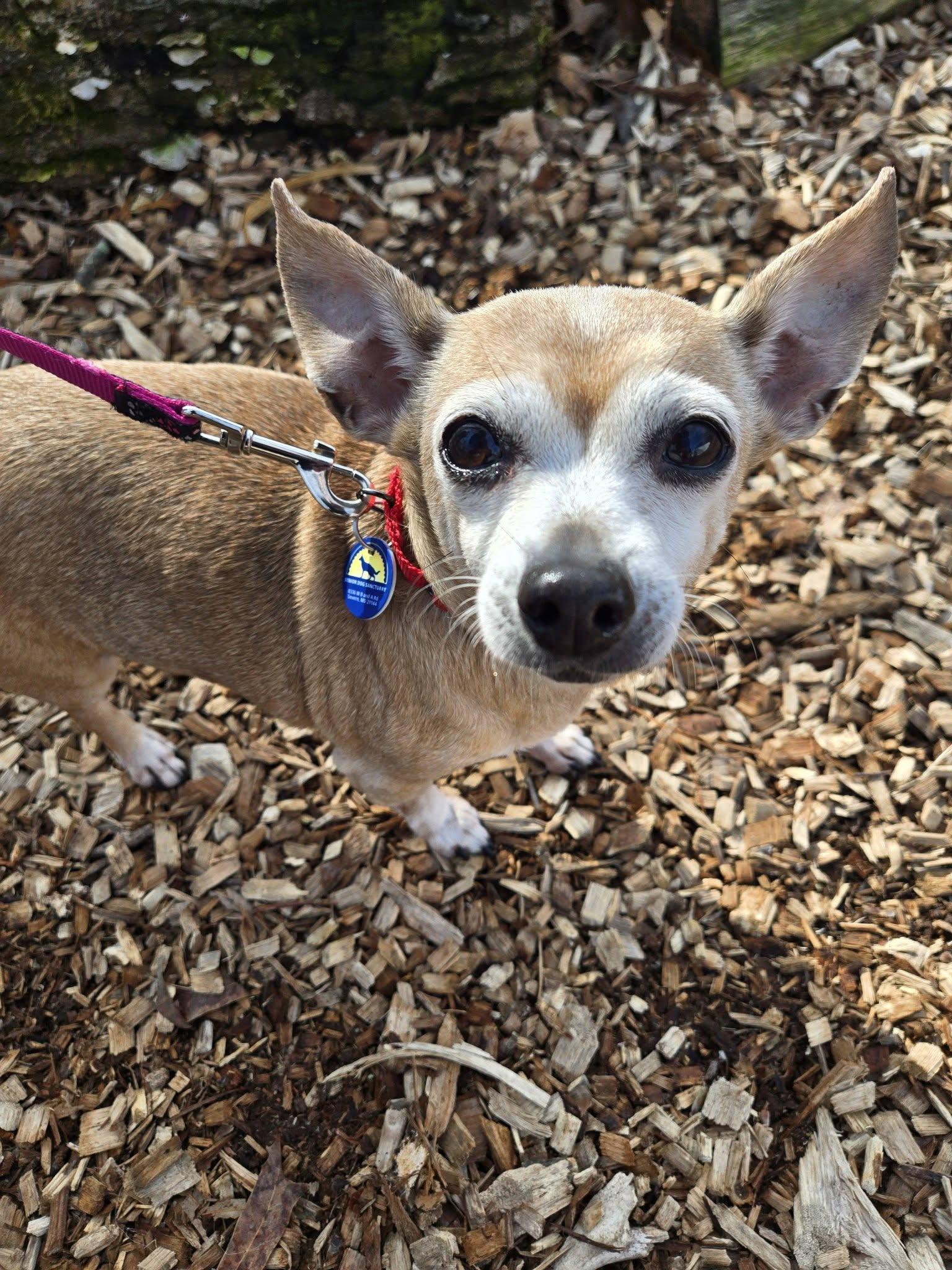Enlarge Coco (Bonded pair w/Snowball), an adoptable Chihuahua in Severn, MD image 3/4