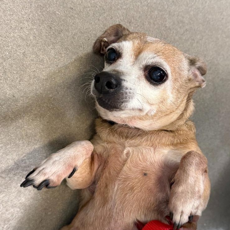 Coco (Bonded pair w/Snowball), adoptable, Adult Female Chihuahua.