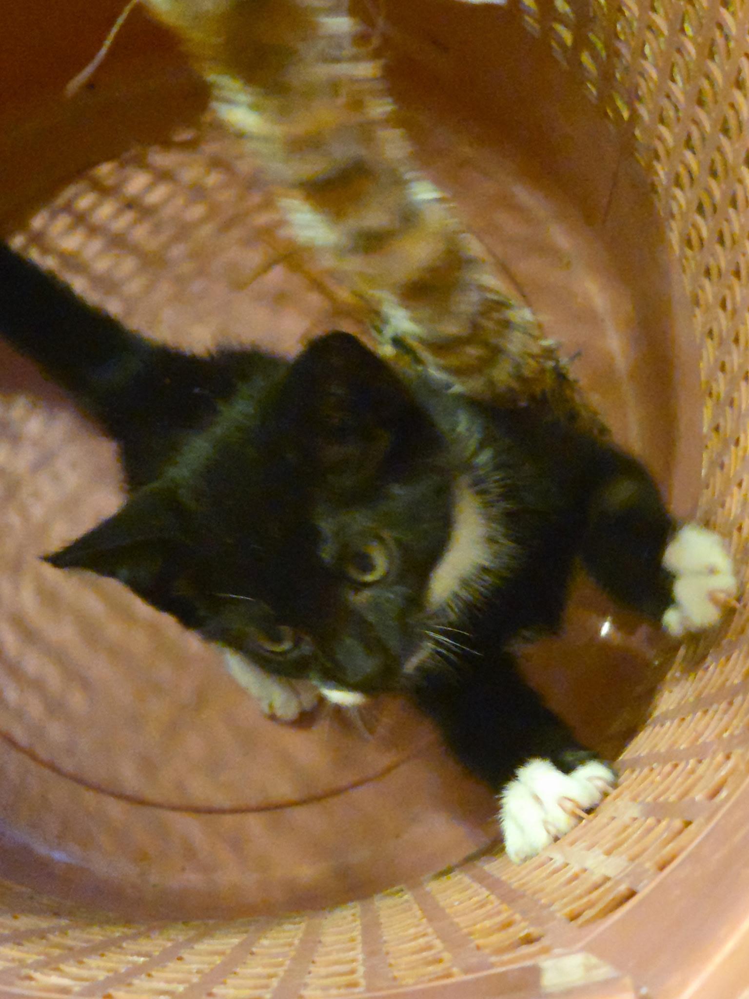 Gatsby, an adoptable Domestic Short Hair in Topsham, ME, 04086 | Photo Image 1