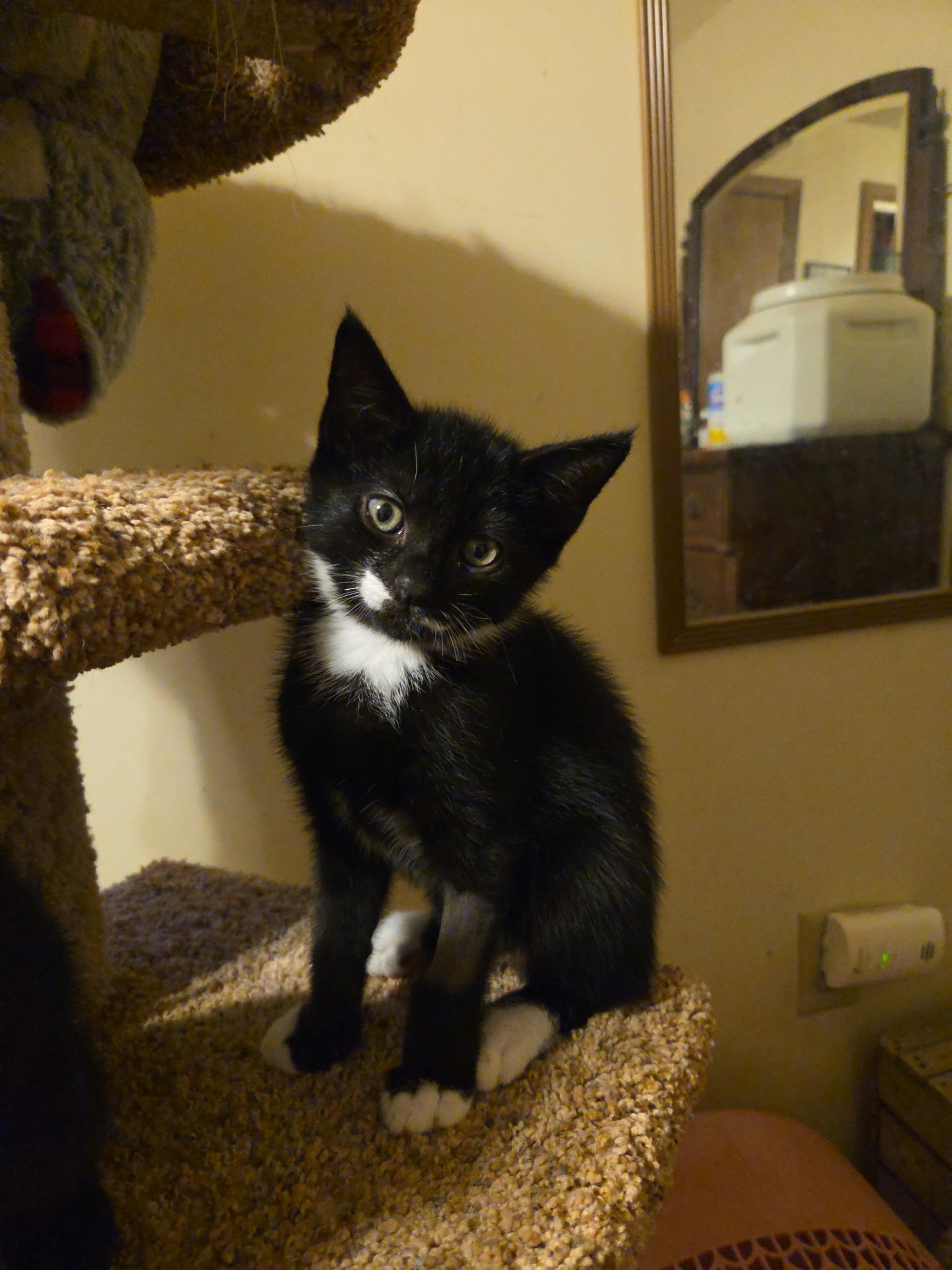 Gatsby, an adoptable Domestic Short Hair in Topsham, ME, 04086 | Photo Image 2