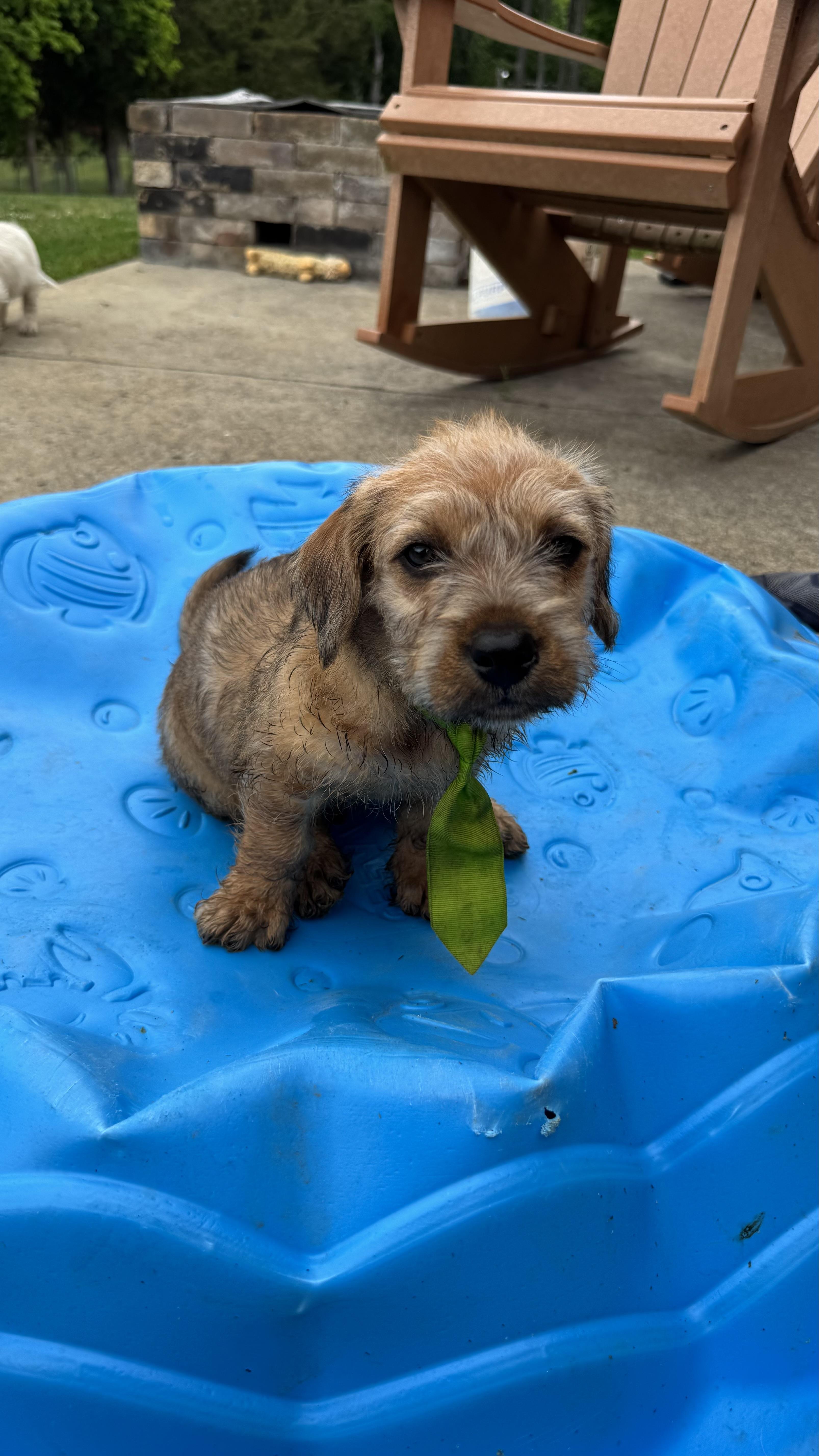 Cornbread, an adopted Terrier in Knoxville, TN image 3/4