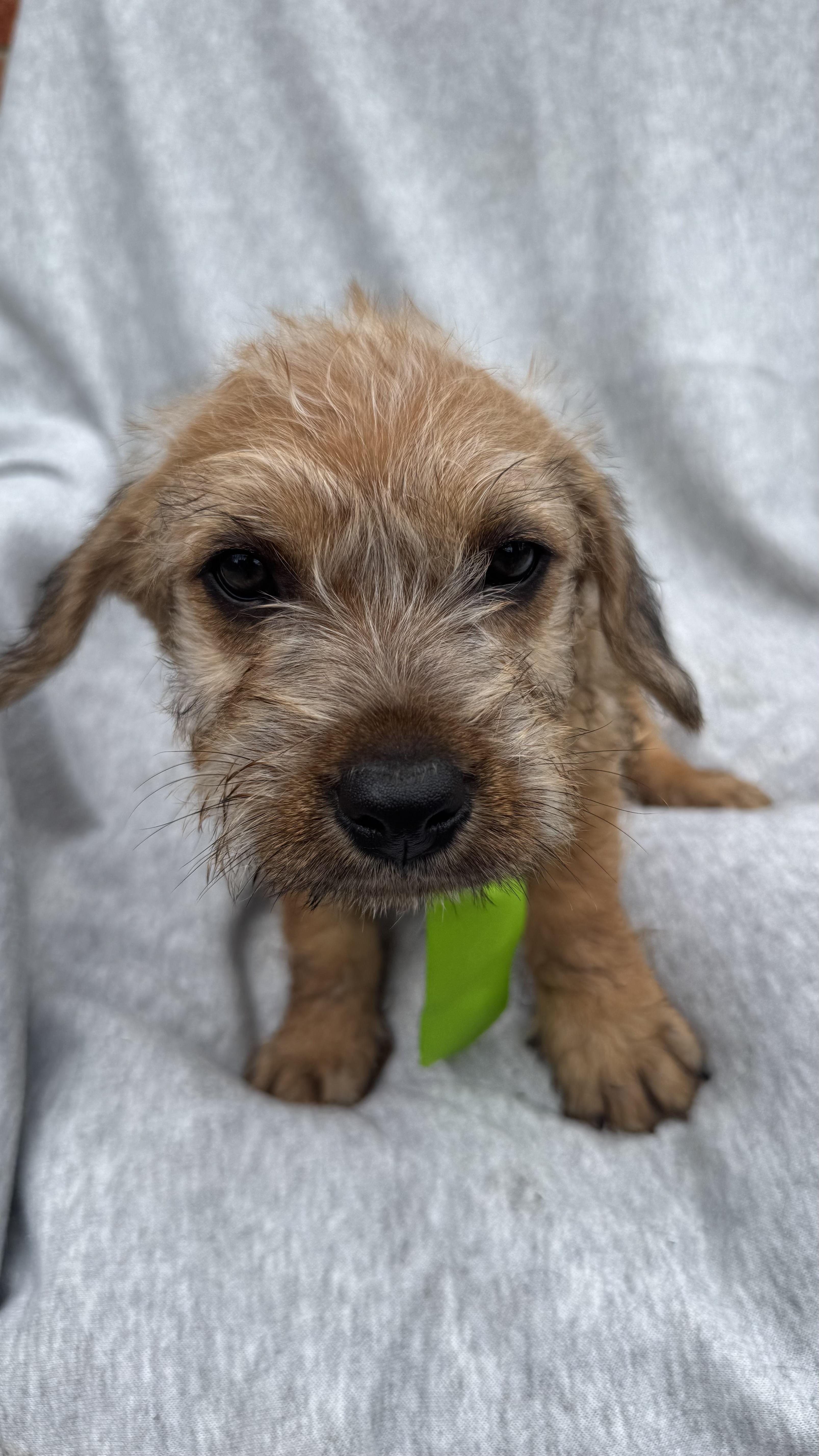 Cornbread, an adopted Terrier in Knoxville, TN image 2/4