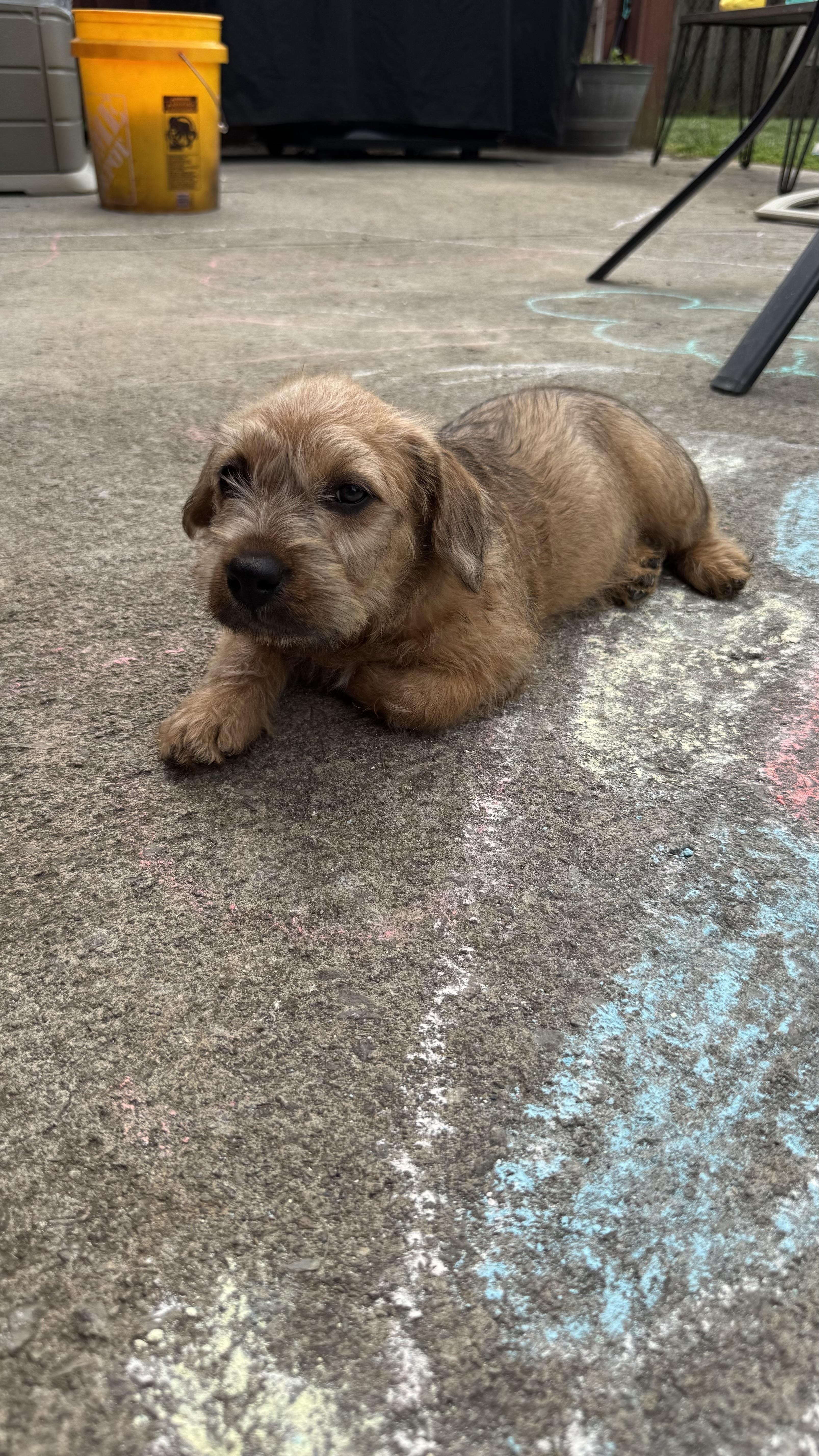 Cornbread, adopted, Puppy Male Terrier.