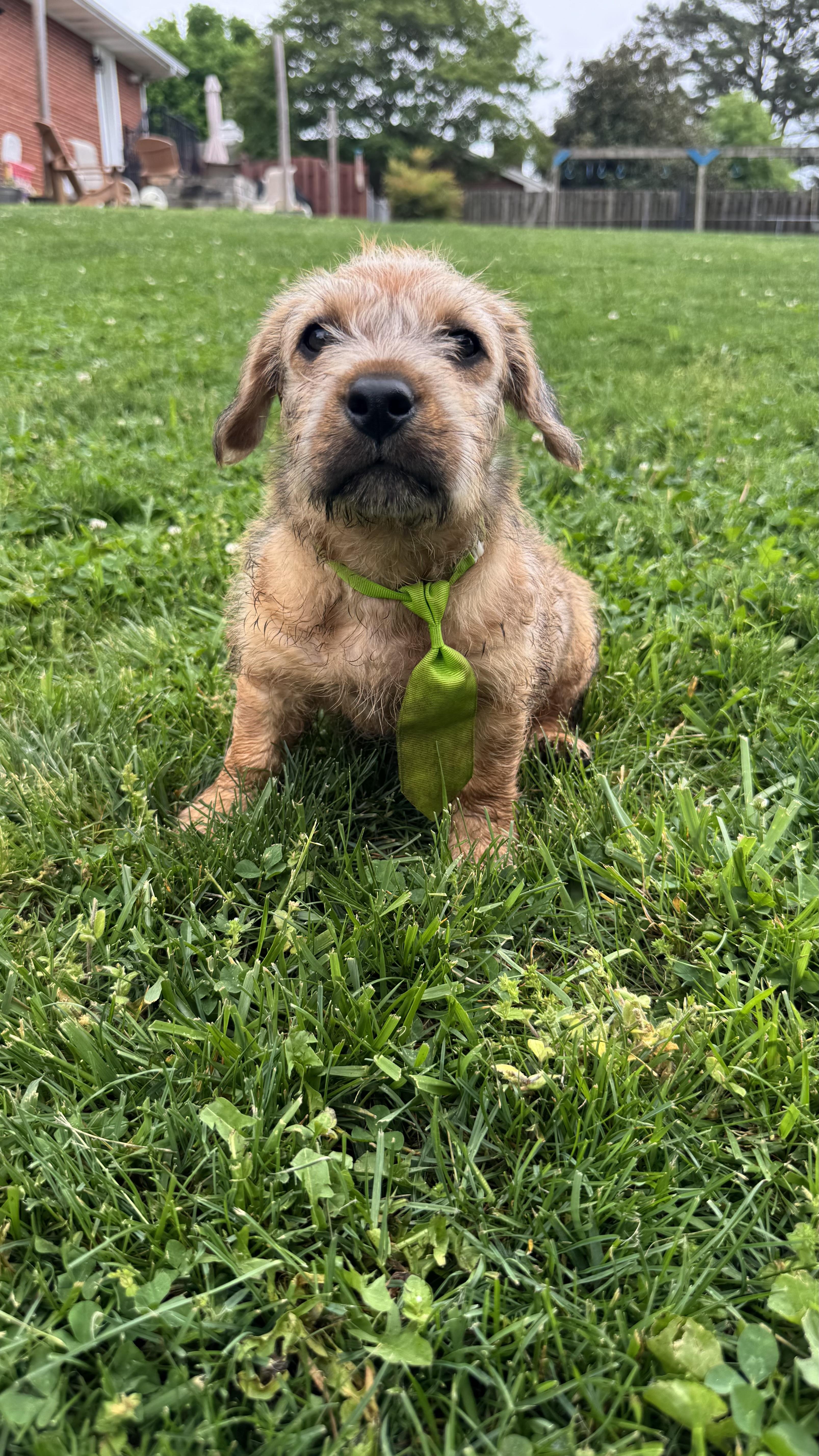 Cornbread, an adopted Terrier in Knoxville, TN image 4/4